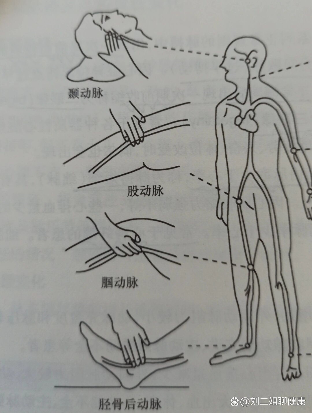 下肢血压测量位置图图片