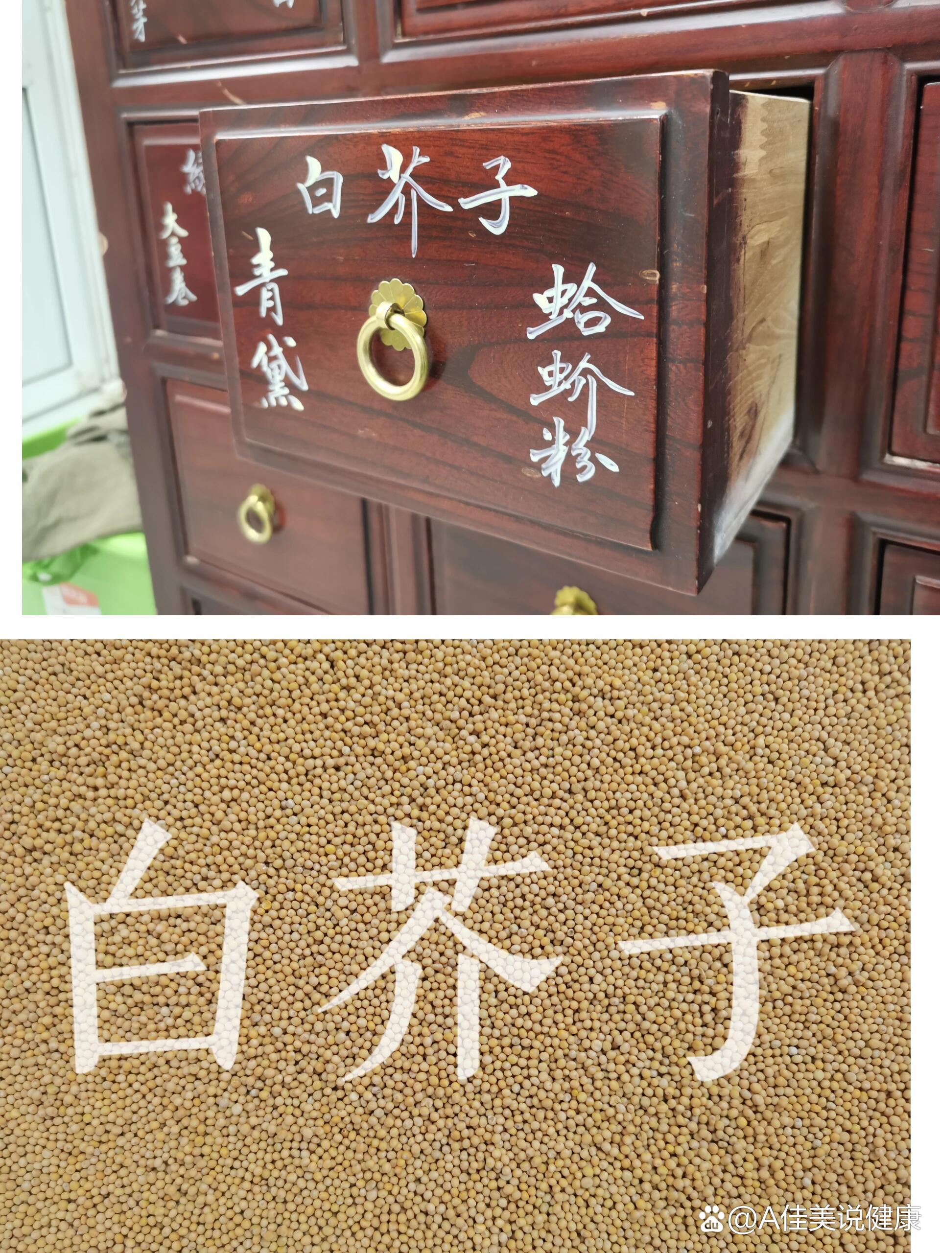 拉药斗子认中药第一百五十三天-白芥子