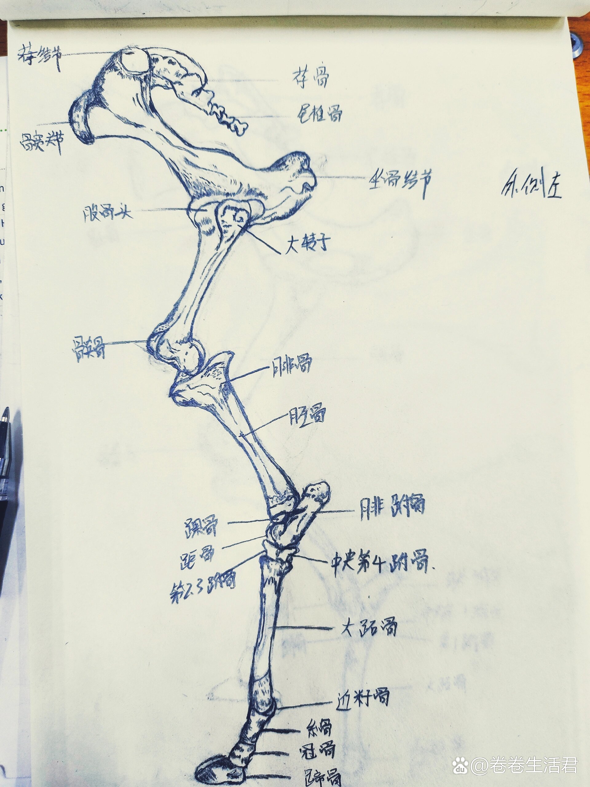 牛骨结构名称解剖图图片