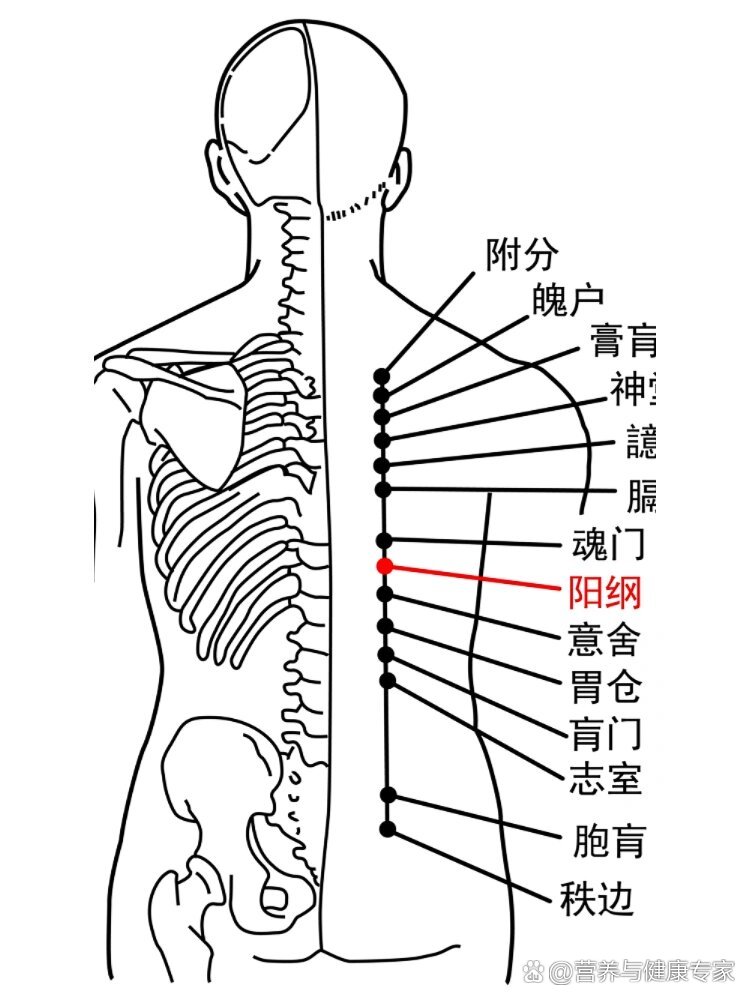 阳纲的准确位置图作用图片