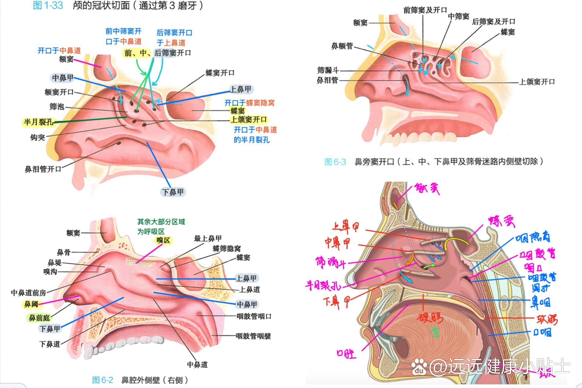 解剖总结—副鼻窦