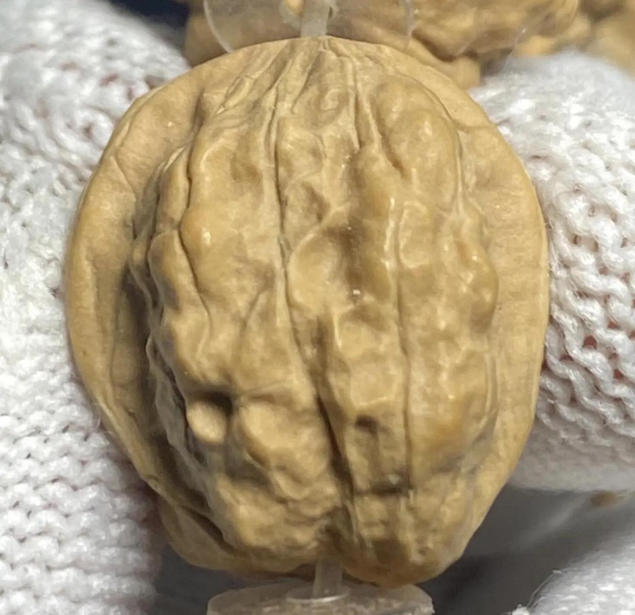 如何判断嵩山蛤蟆头核桃的皮质优劣？