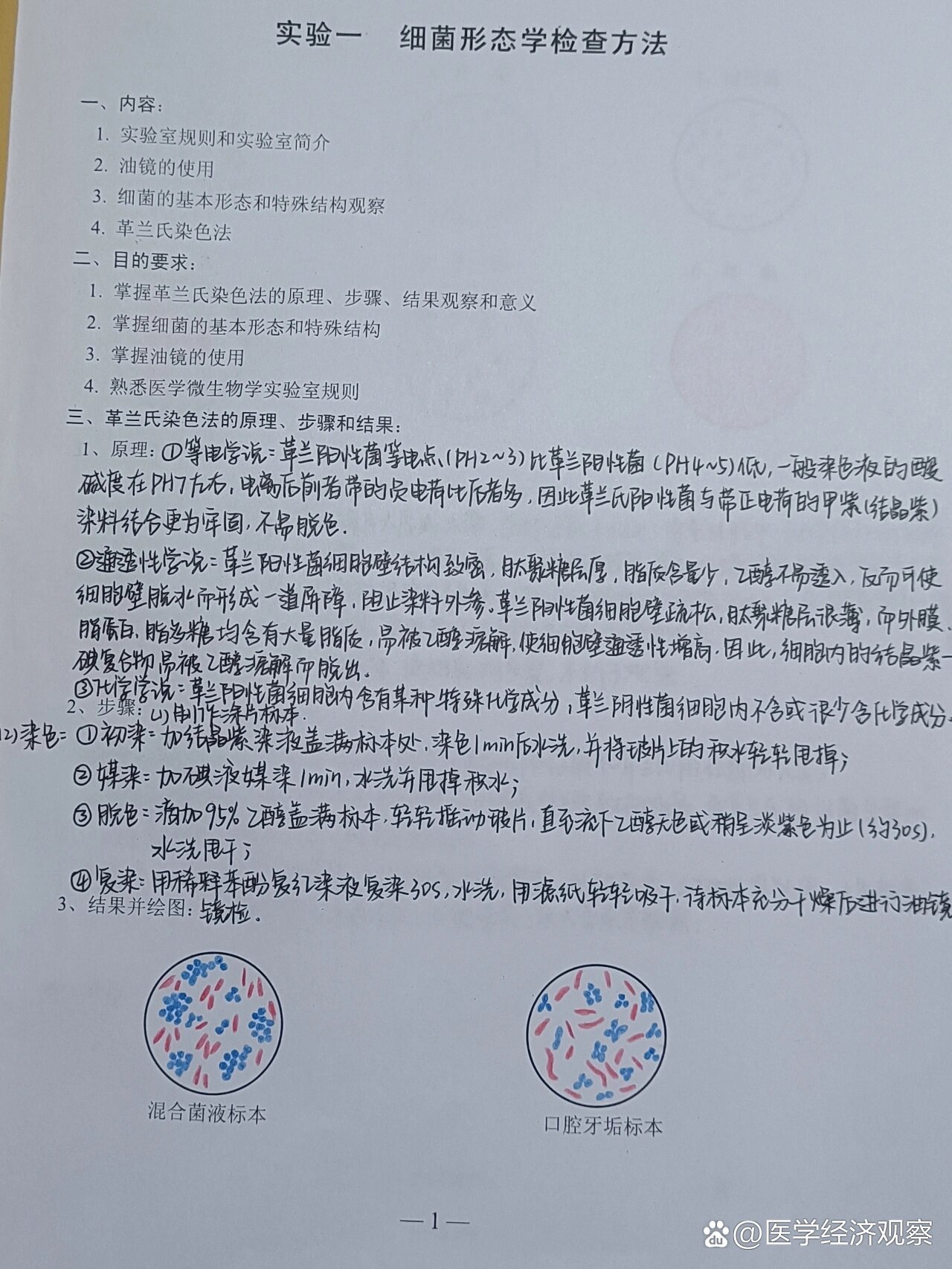医学微生物学实验报告|革兰染色