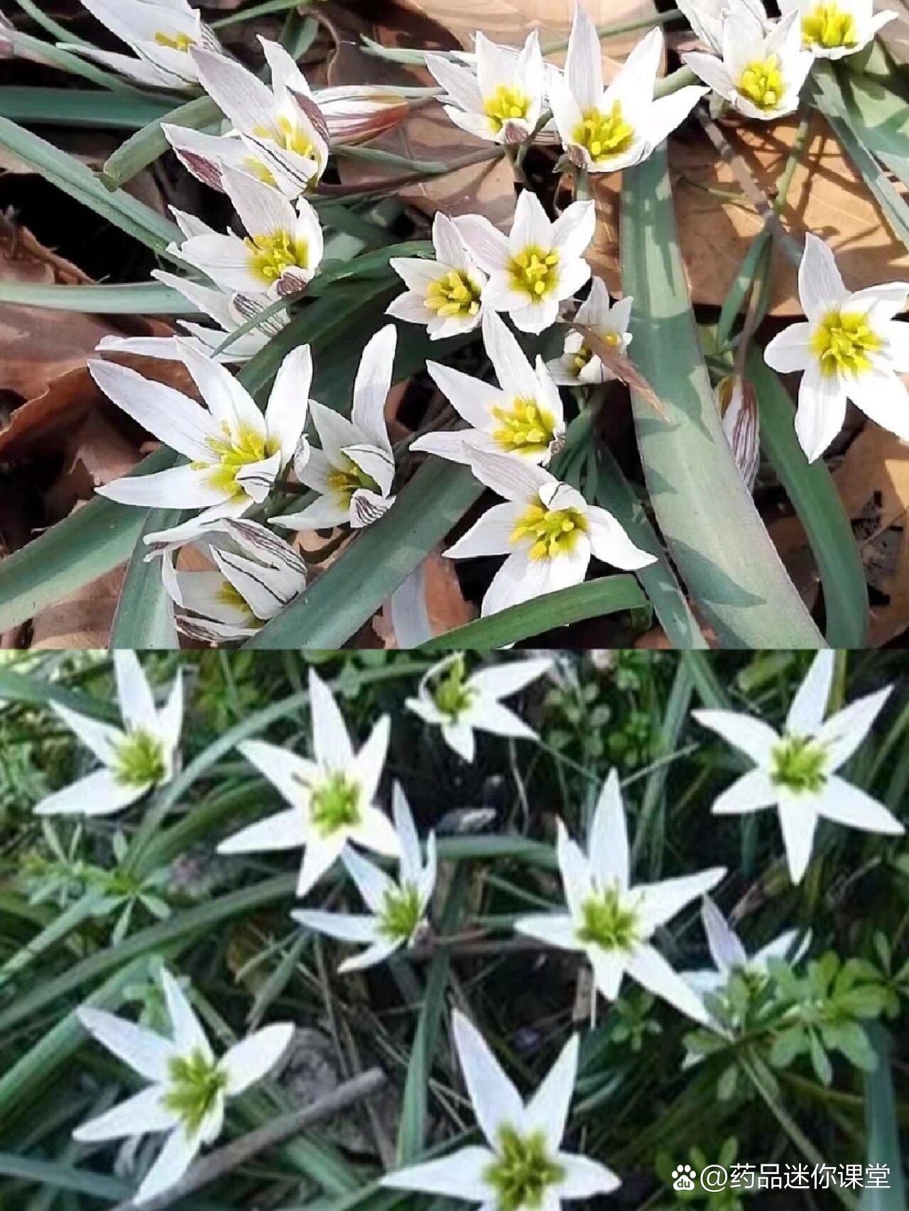 每天认识一种中草药【山慈菇】97