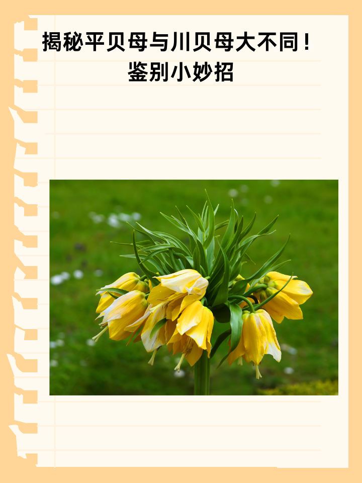 揭秘平贝母与川贝母大不同!鉴别小妙招