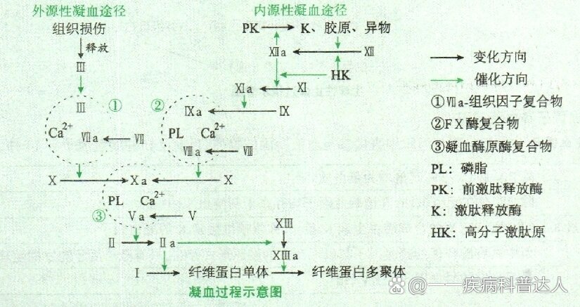 以前一直没学懂凝血这部分的过程,捋一捋