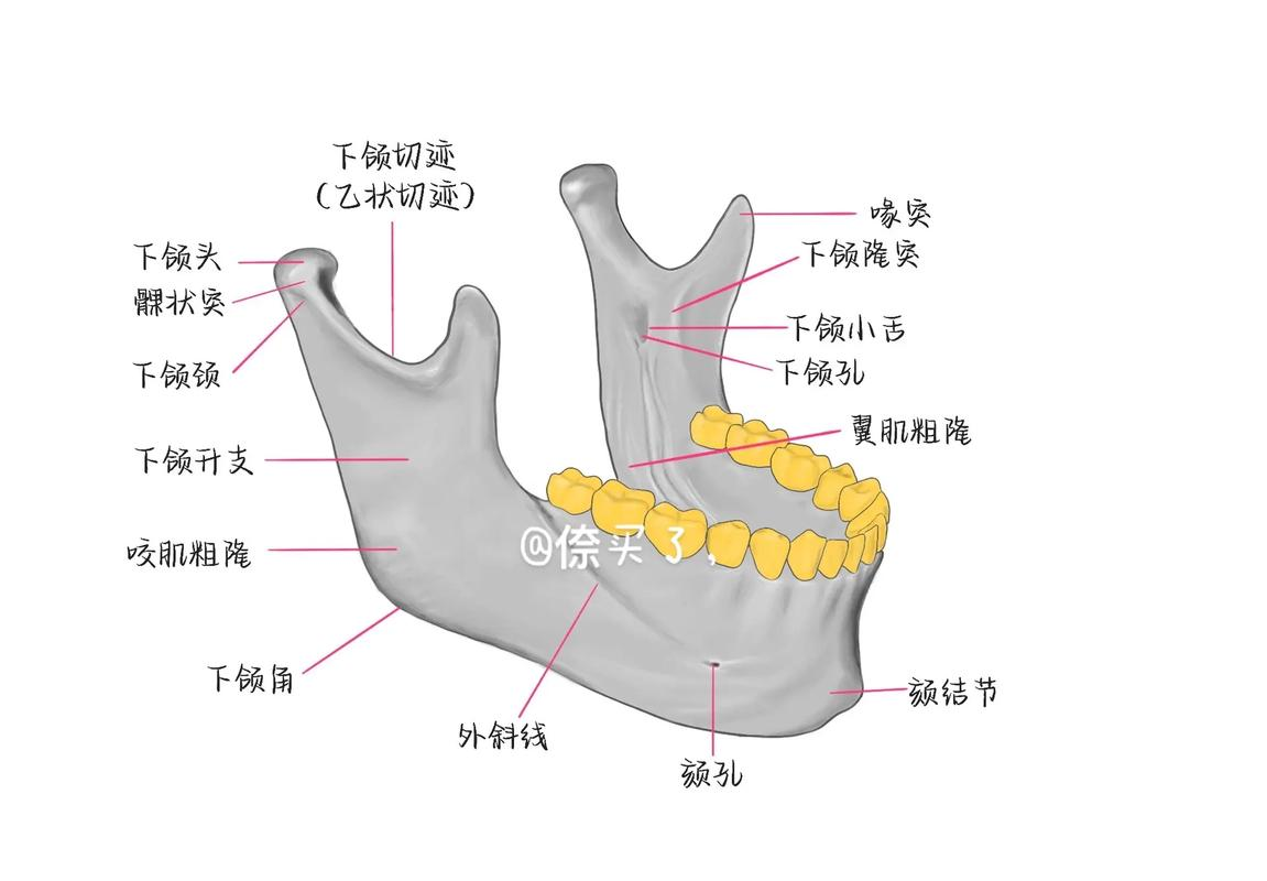 🦷下颌骨：霍琨系统解剖学详解