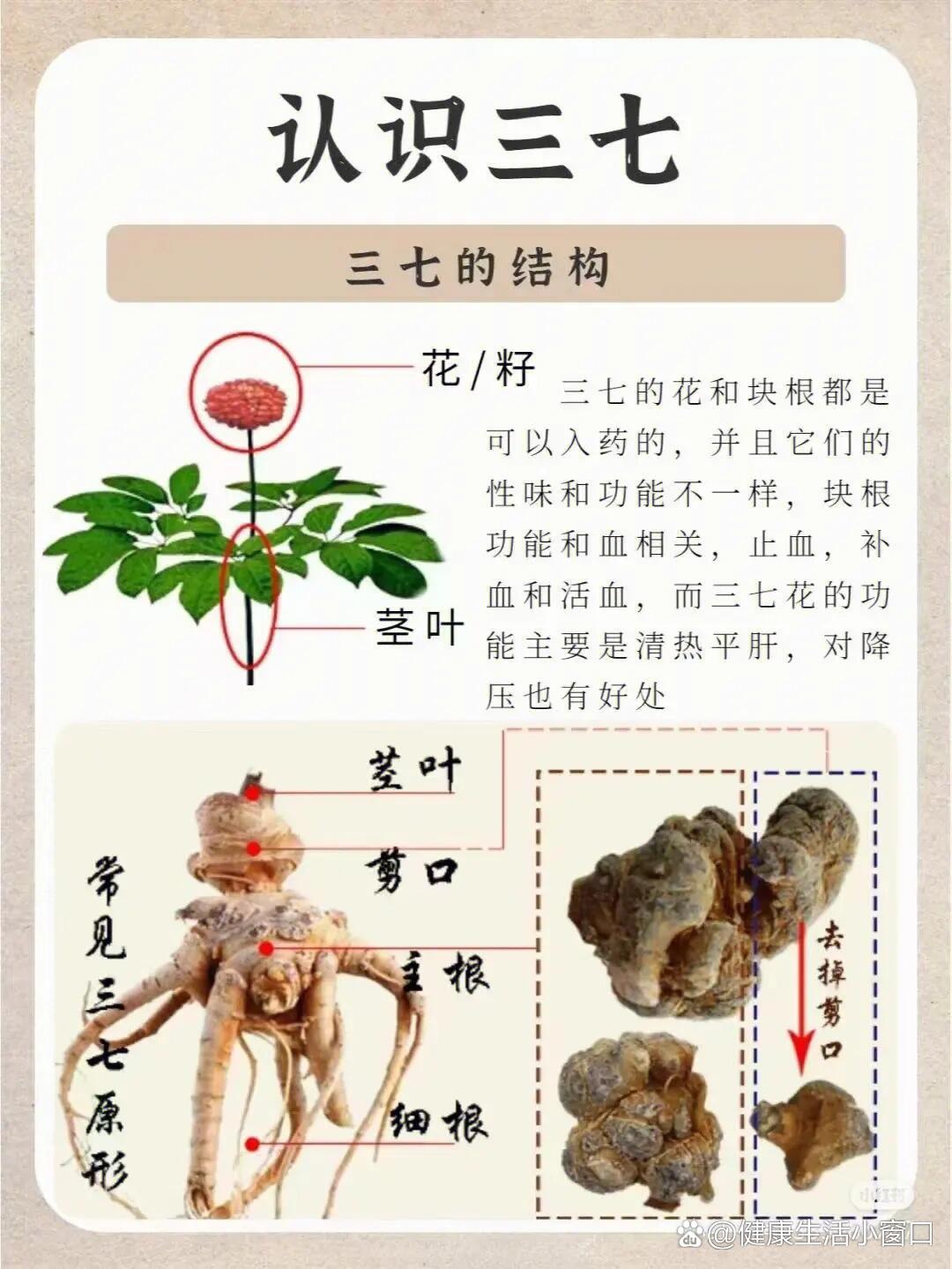 本草新编——三七根