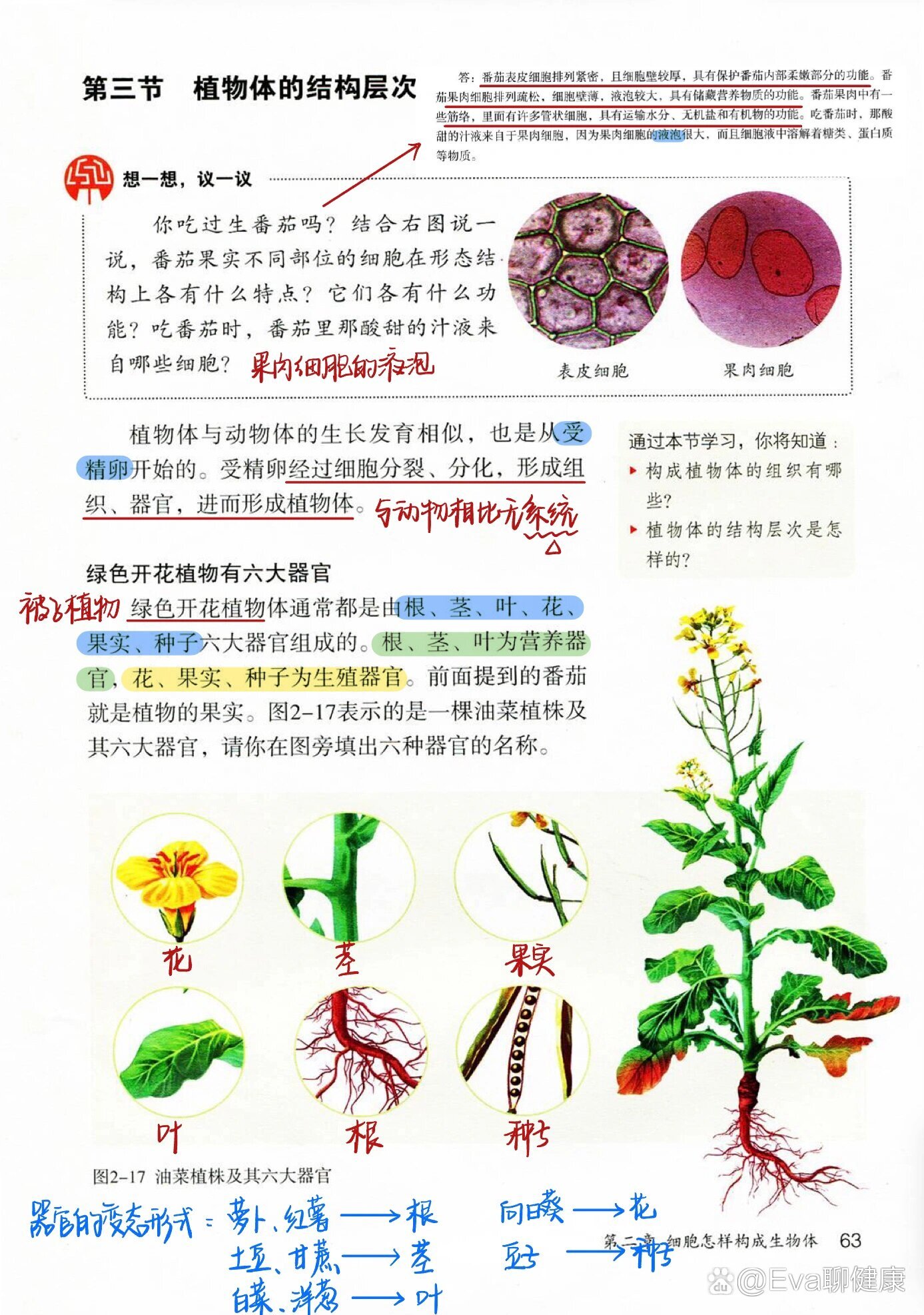 七上生物《植物体的结构层次》