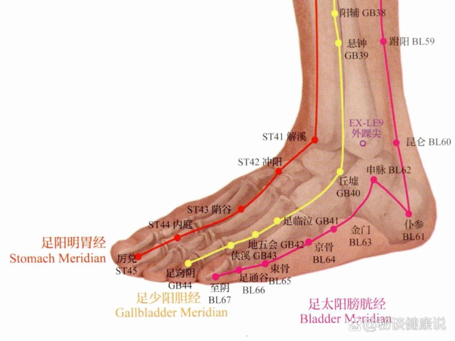 脚踝经络图 内侧图片