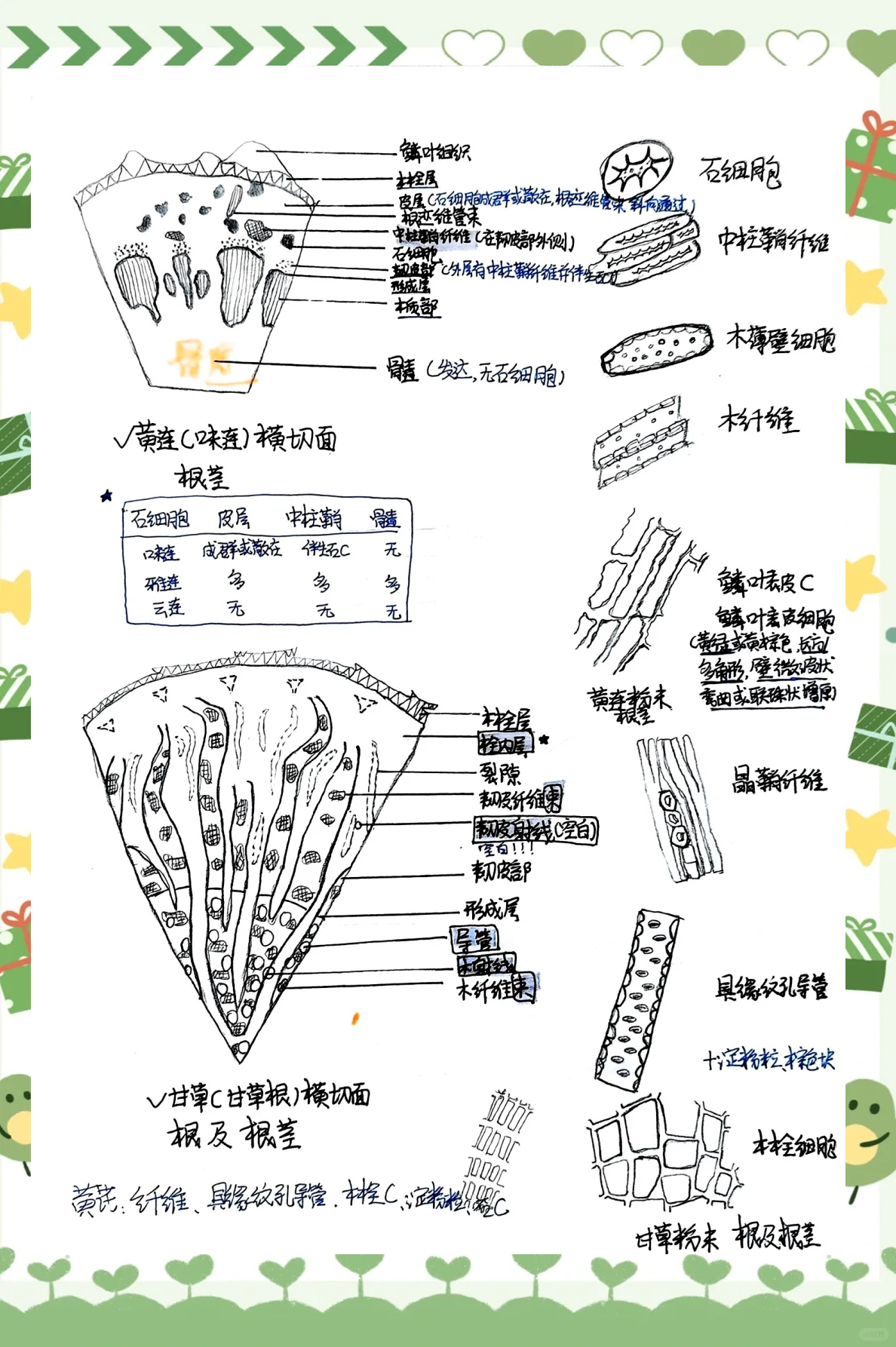 中药鉴定学：横切面与粉末特征图集锦
