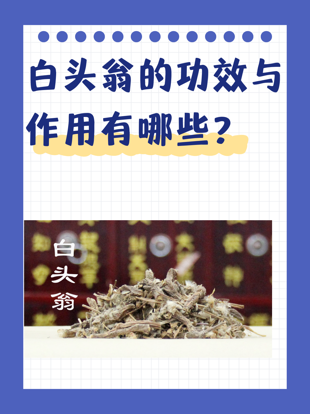 中药白头翁图片及功效图片