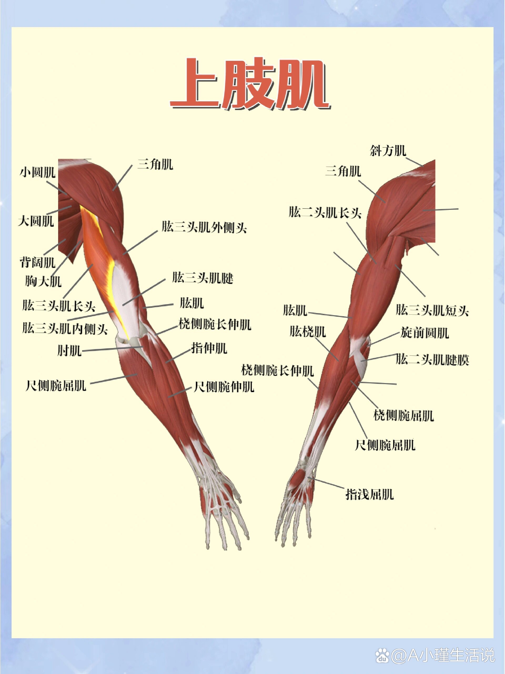 腋窝肌肉解剖图图片