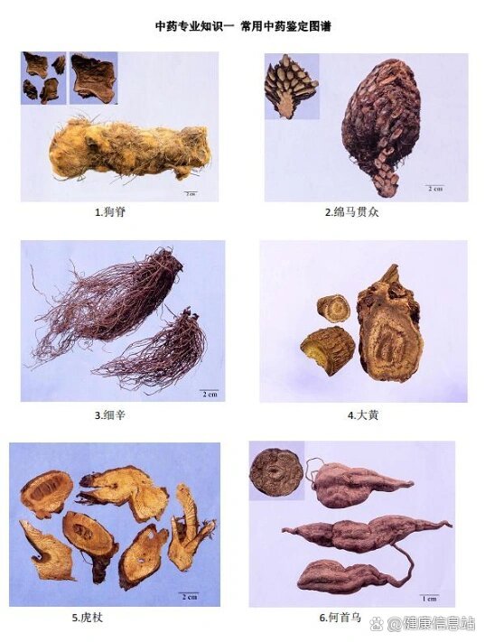 绵马贯众薄层图谱图片