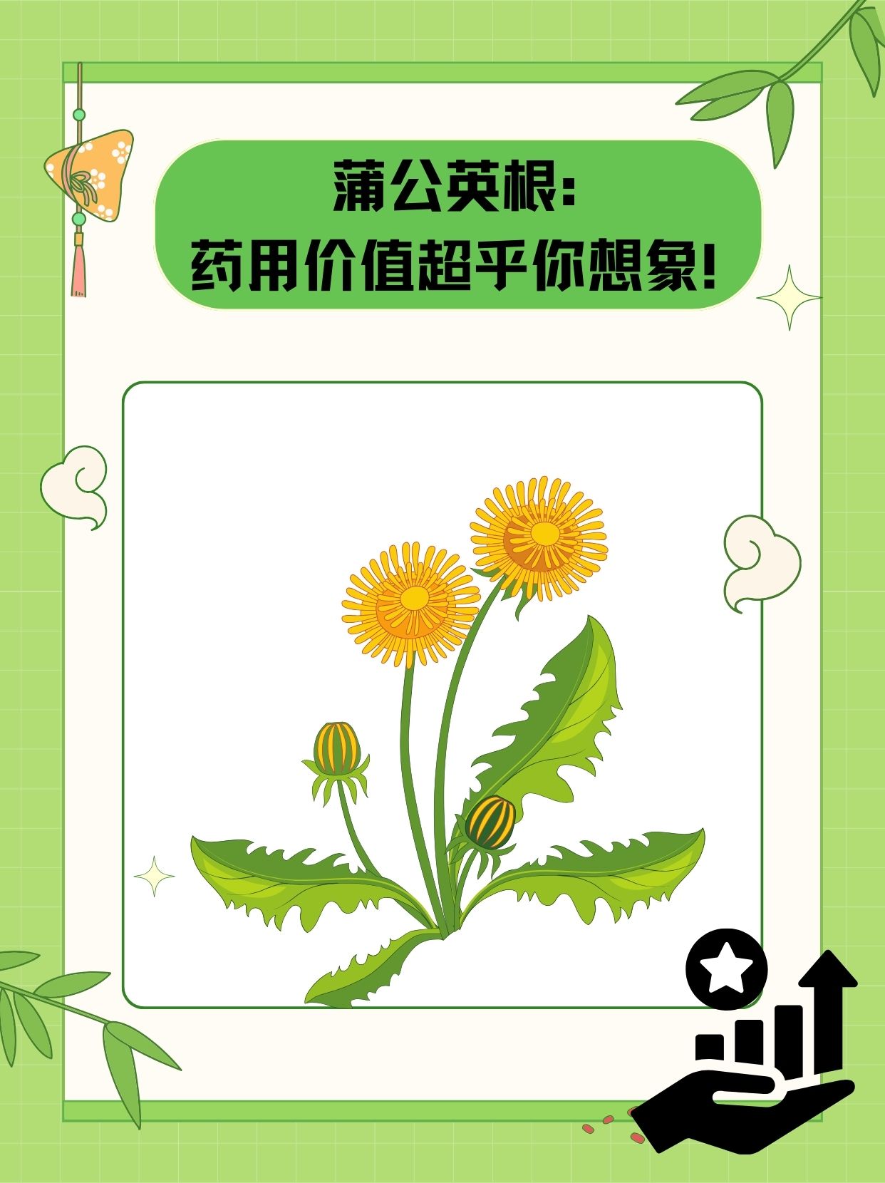 蒲公英根:药用价值超乎你想象!