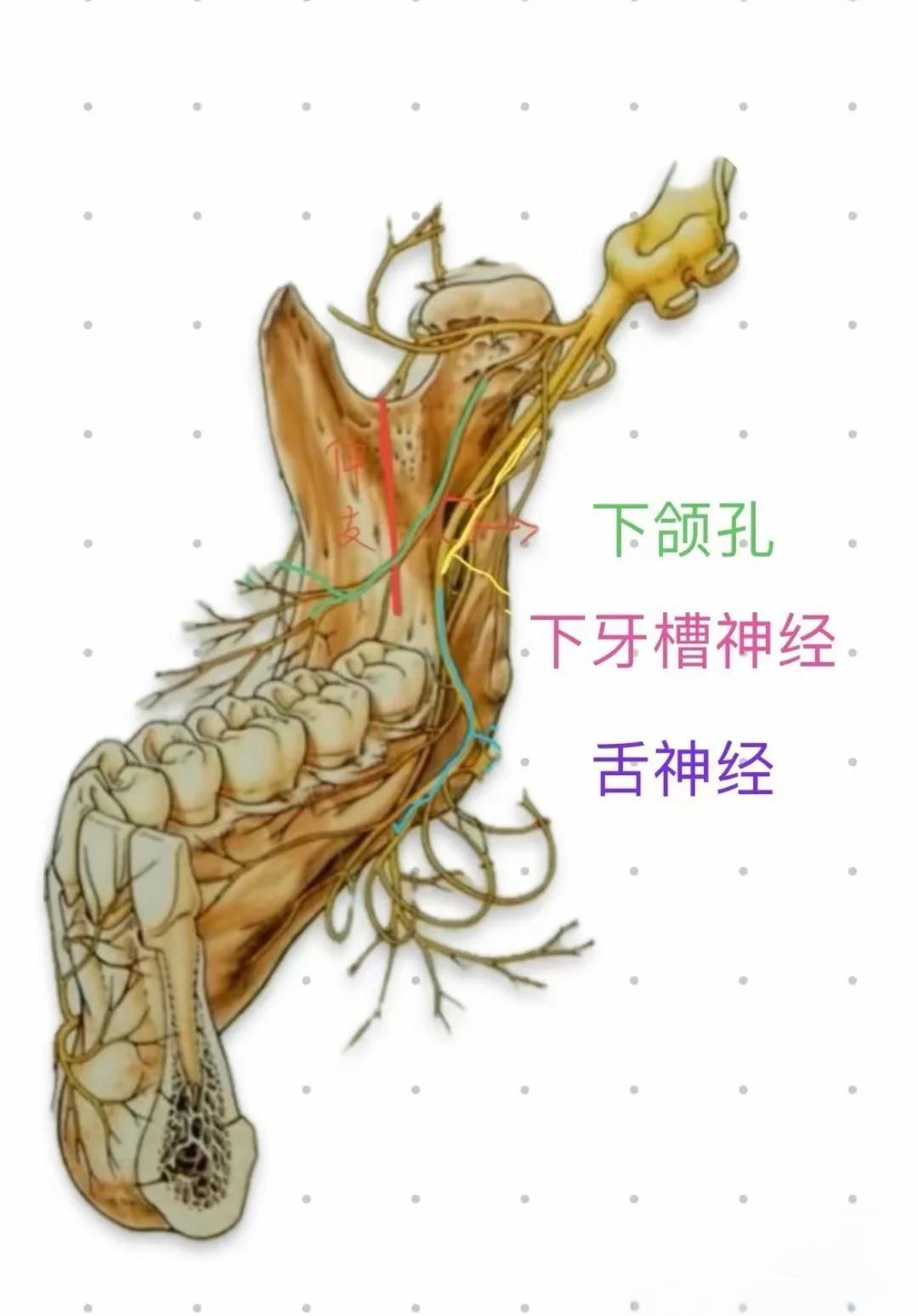 下牙槽神经阻滞麻醉技巧分享