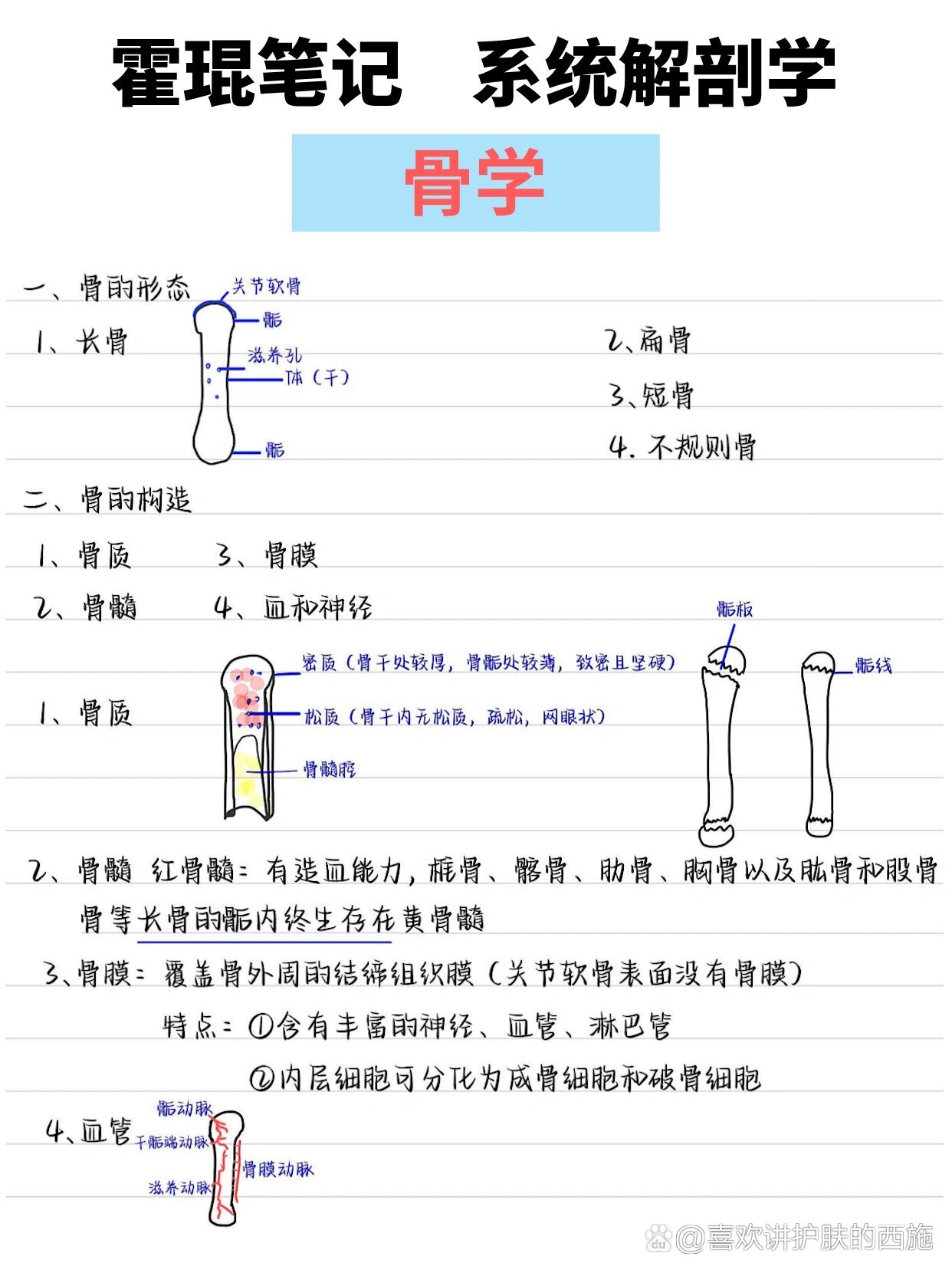  p>霍琨笔记 | day 1 骨学(拿捏04) br>补充:三,骨的生长 br>方式:1
