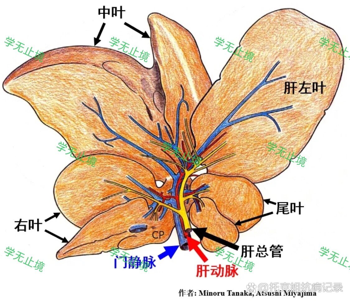 大鼠心脏血管解剖图图片