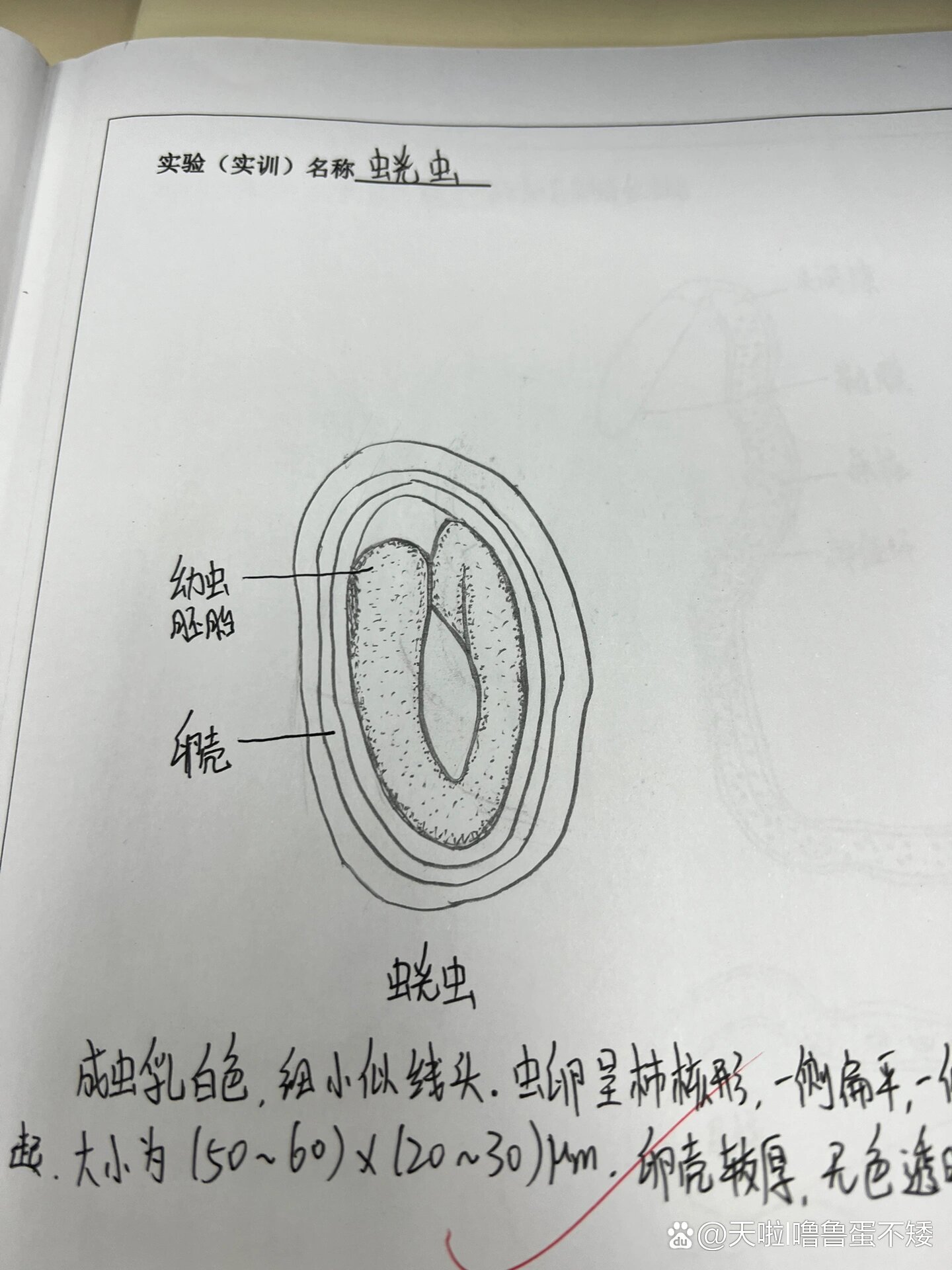 饶虫幼虫图片