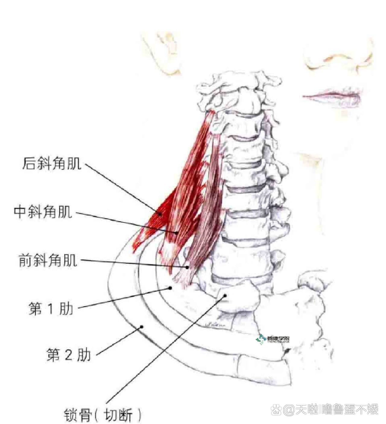 前斜角肌图片图片