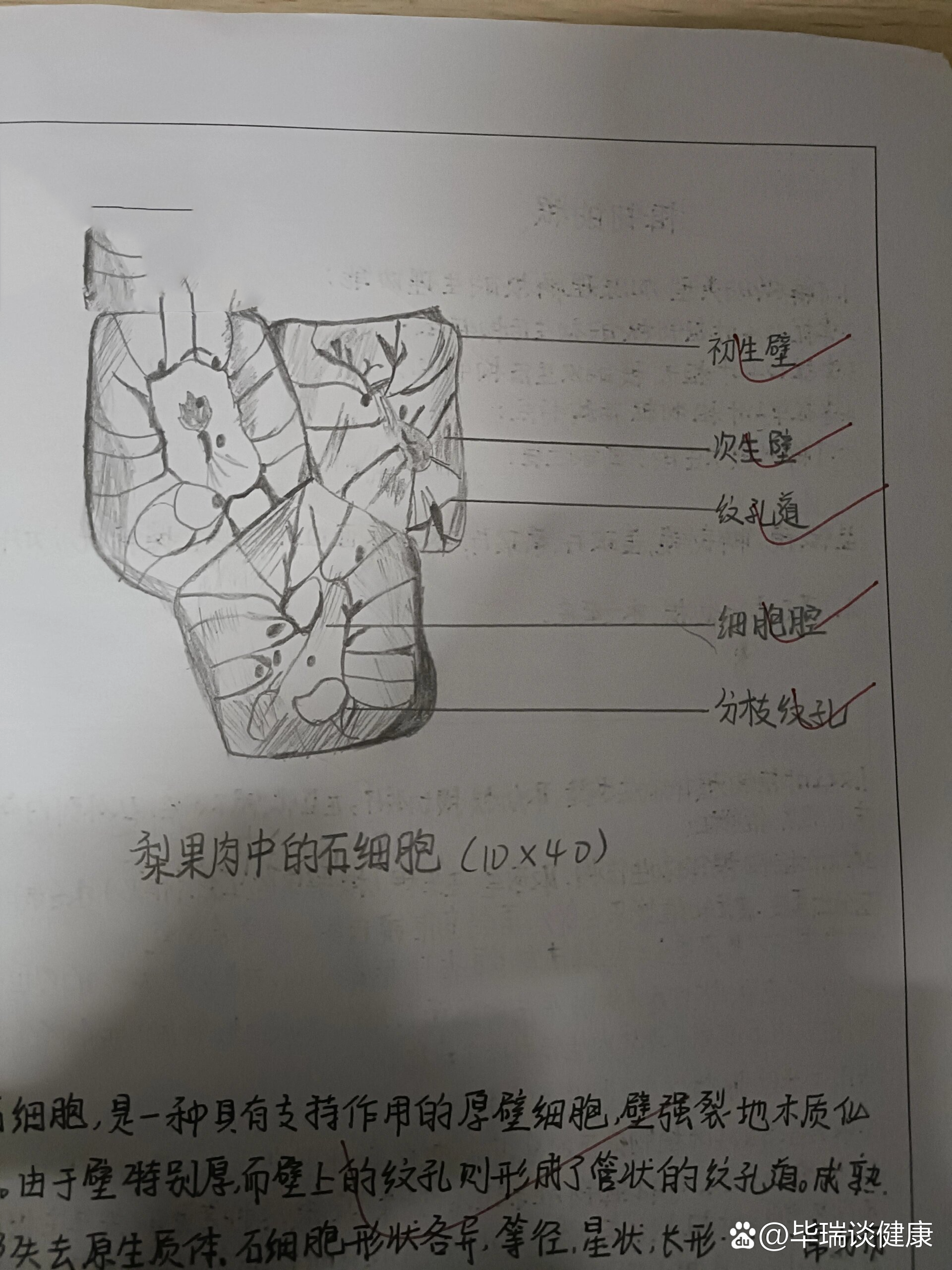 梨肉石细胞显微图片图片