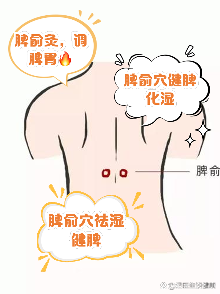 脾俞的位置与作用和功效