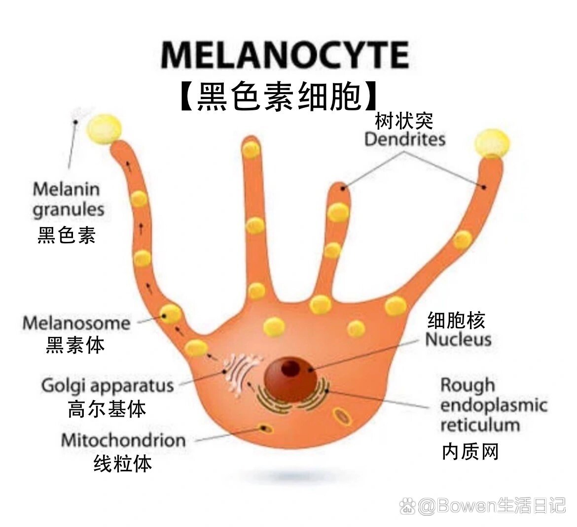 介绍一下黑色素细胞以及黑色素细胞的代谢和影响黑色素细胞的主要因素