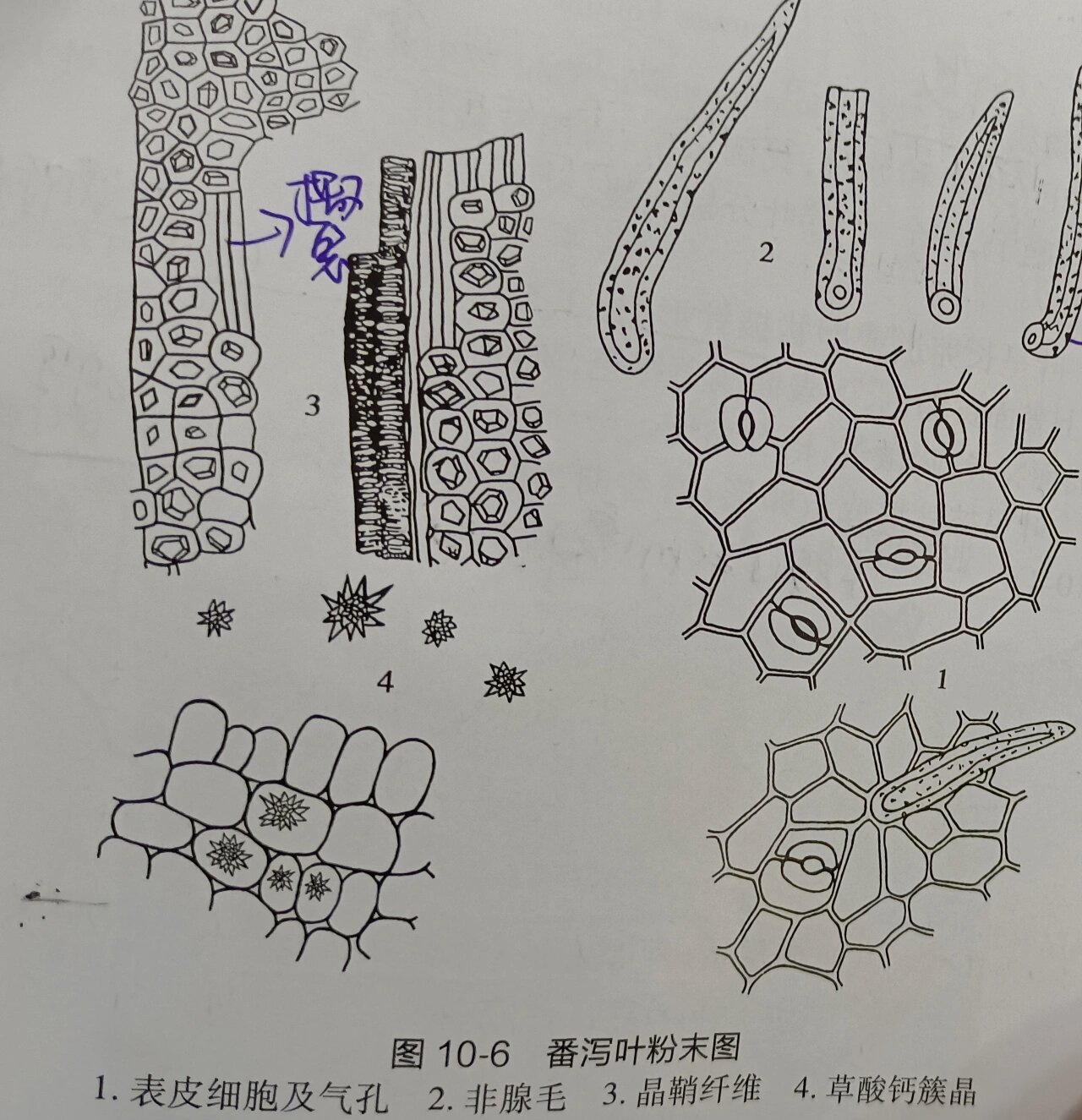 番泻叶粉末显微特征图