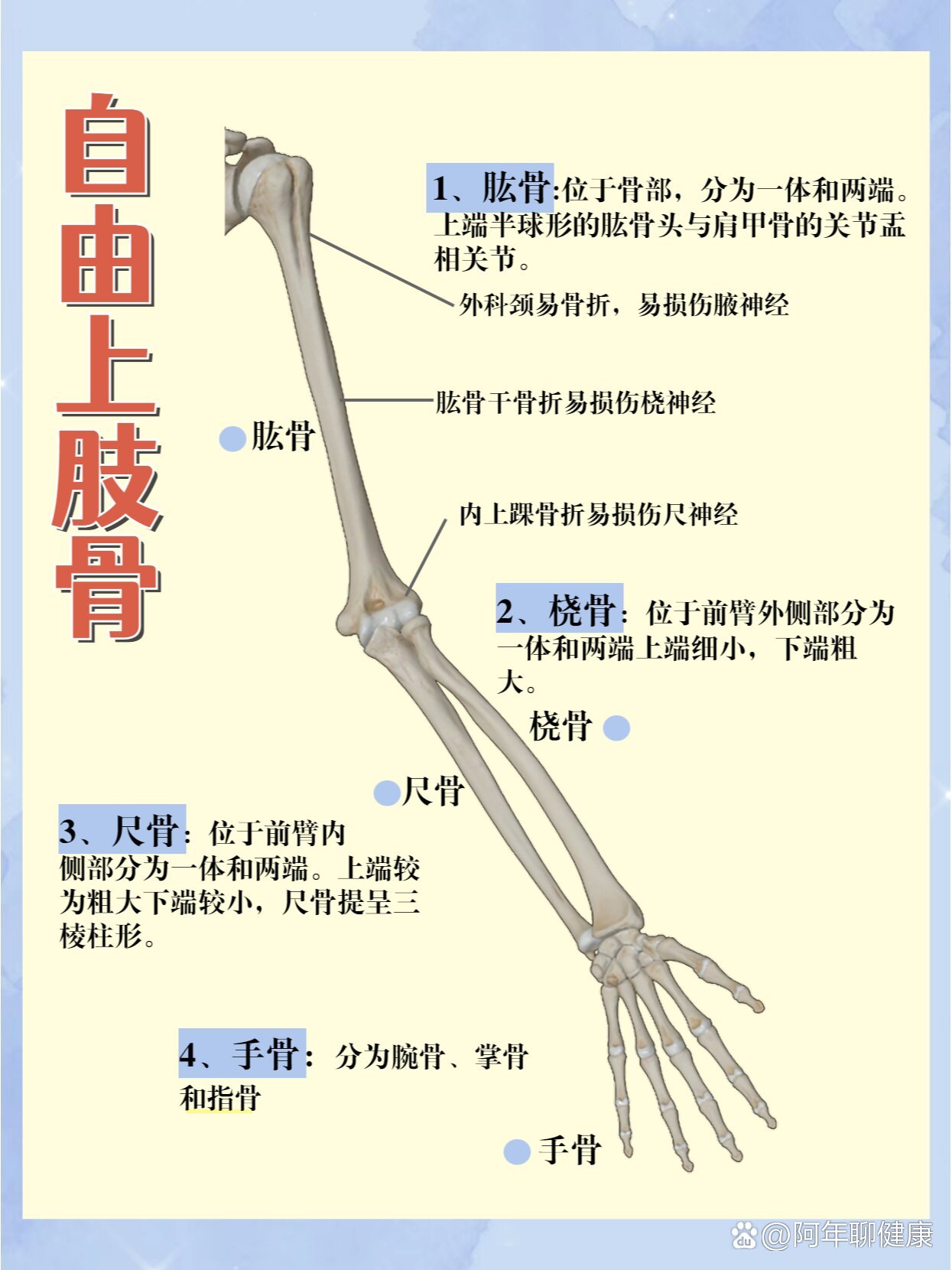 胳膊骨骼结构图片大全图片