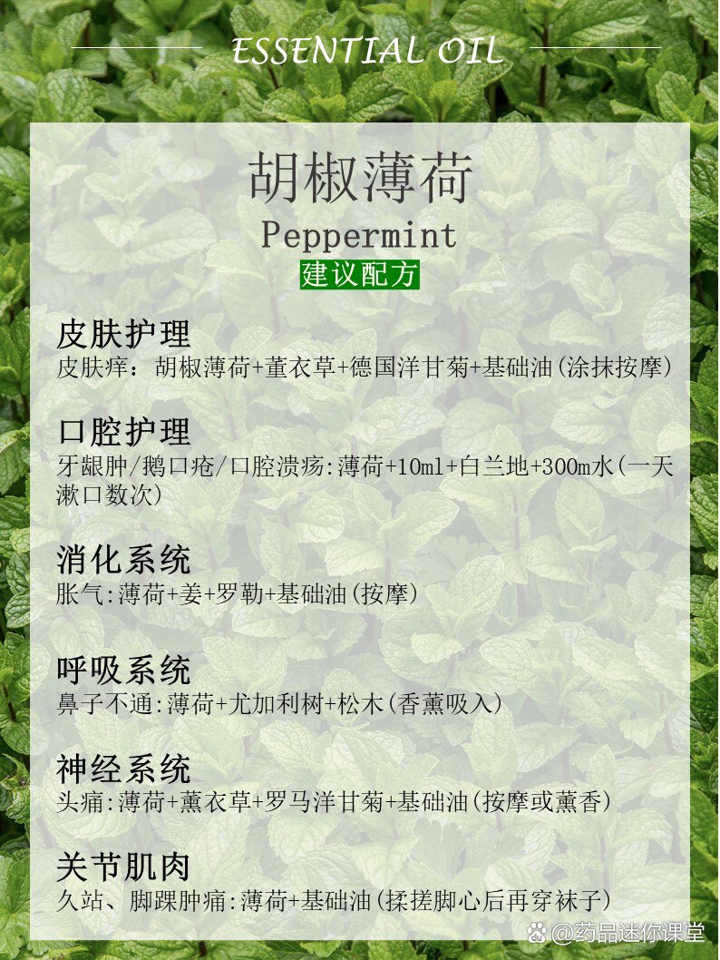 胡椒薄荷|又清凉缺温暖的能量精油!