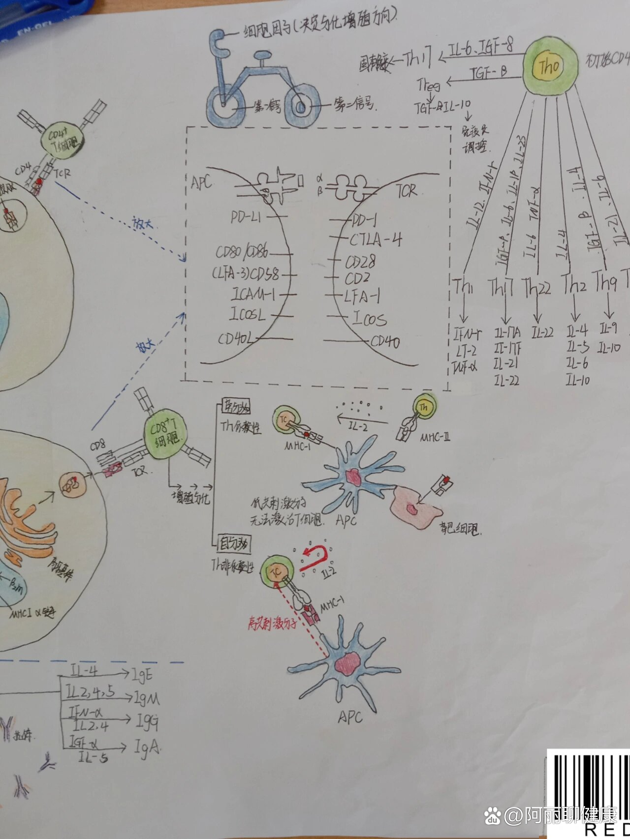 固有免疫思维导图图片