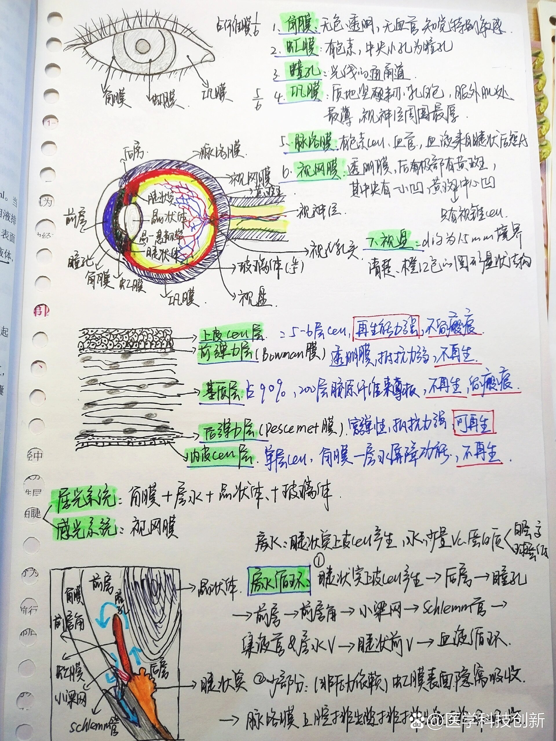 🔥一篇图解教会你《眼的生理和解剖》