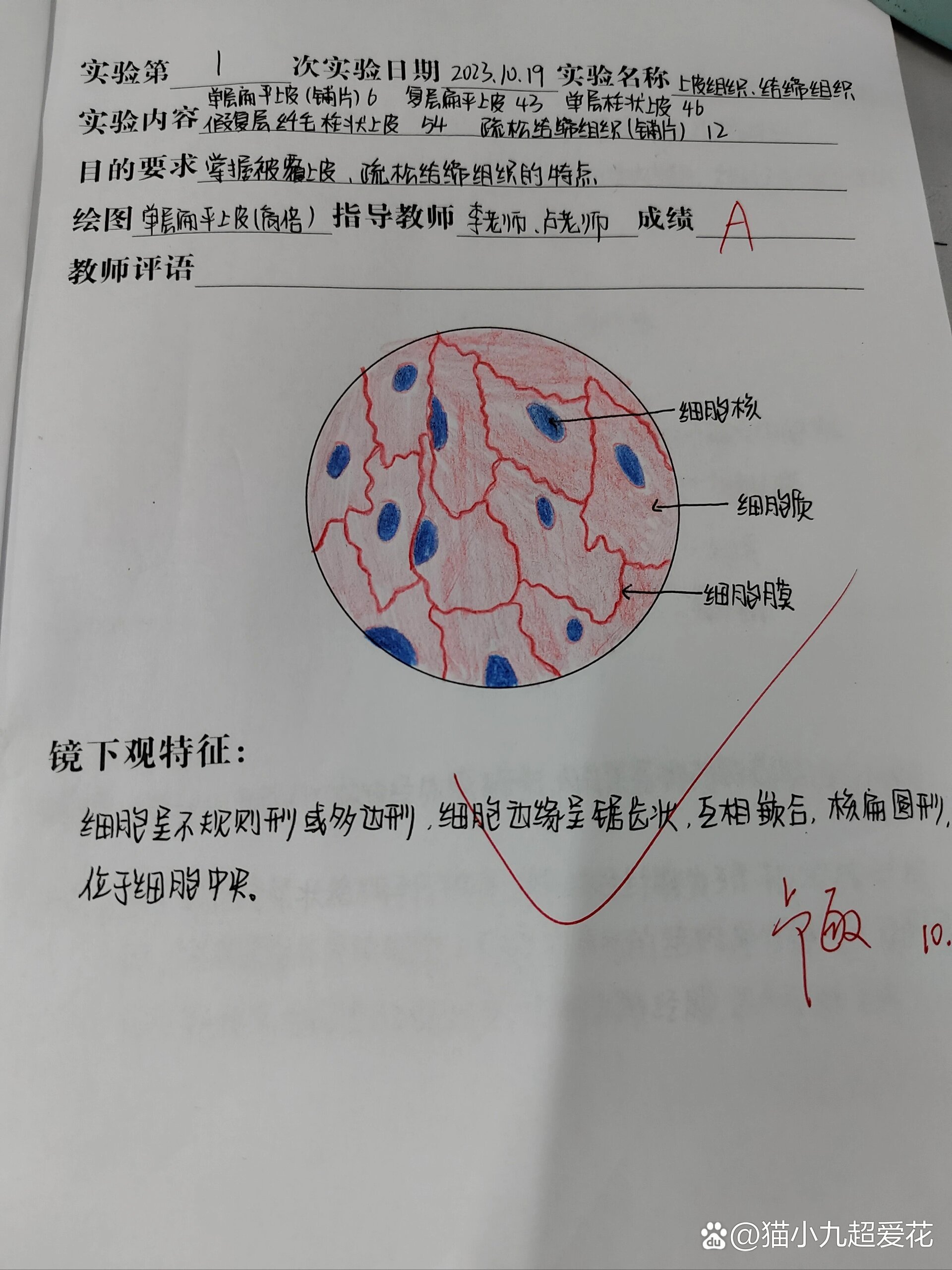 皮肤表皮细胞 手绘图图片