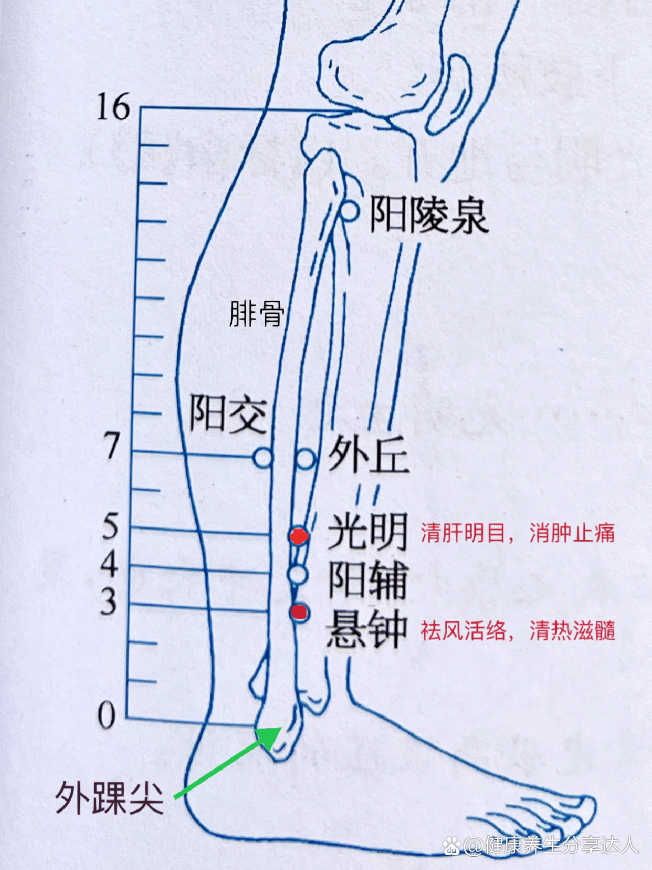 足少阳胆经小腿部位穴位