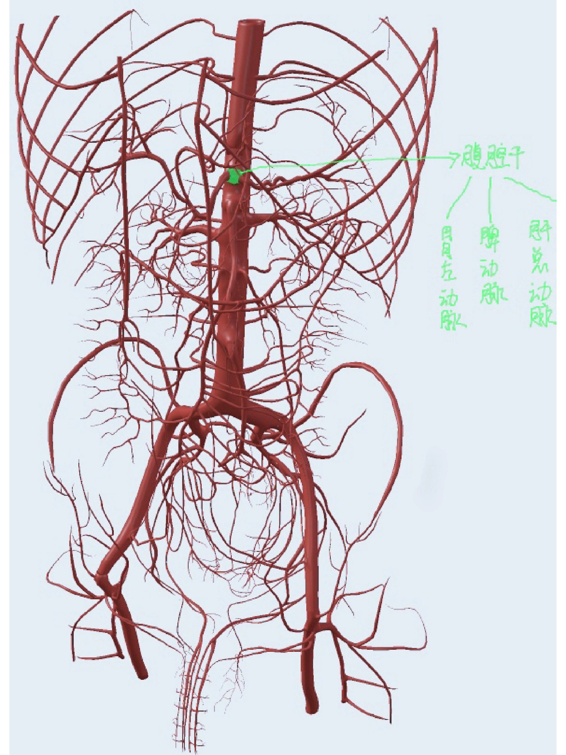 腰动脉解剖结构图解图片