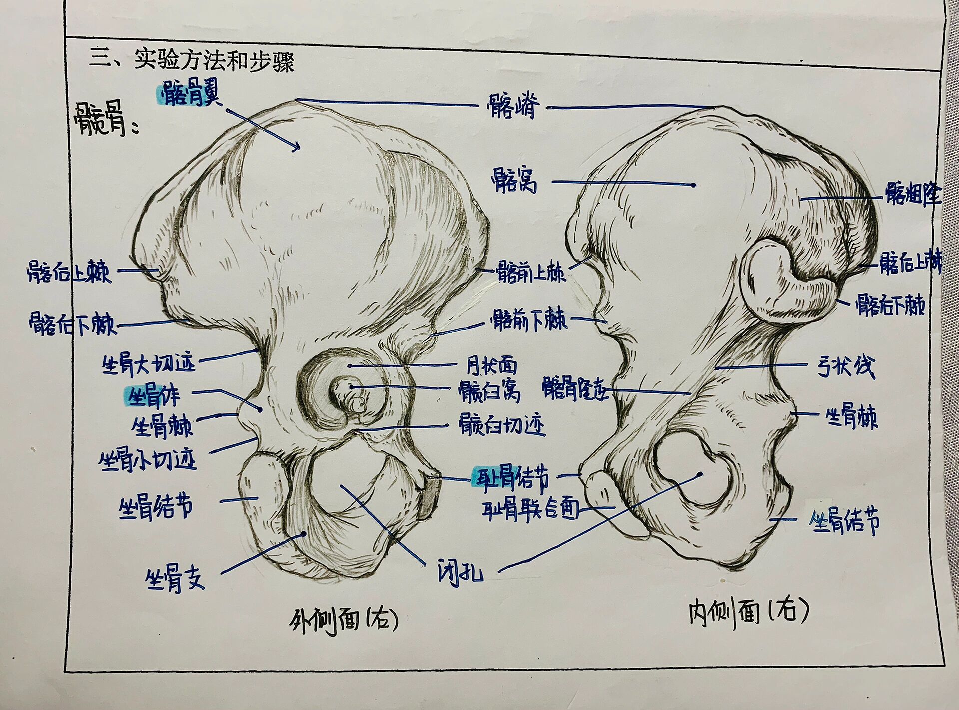 人体解剖手绘图