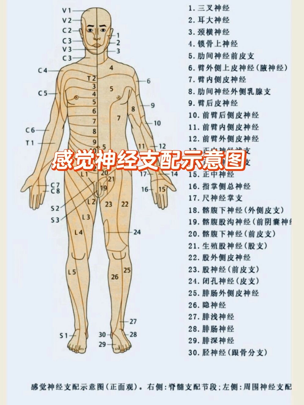 感觉神经支配图