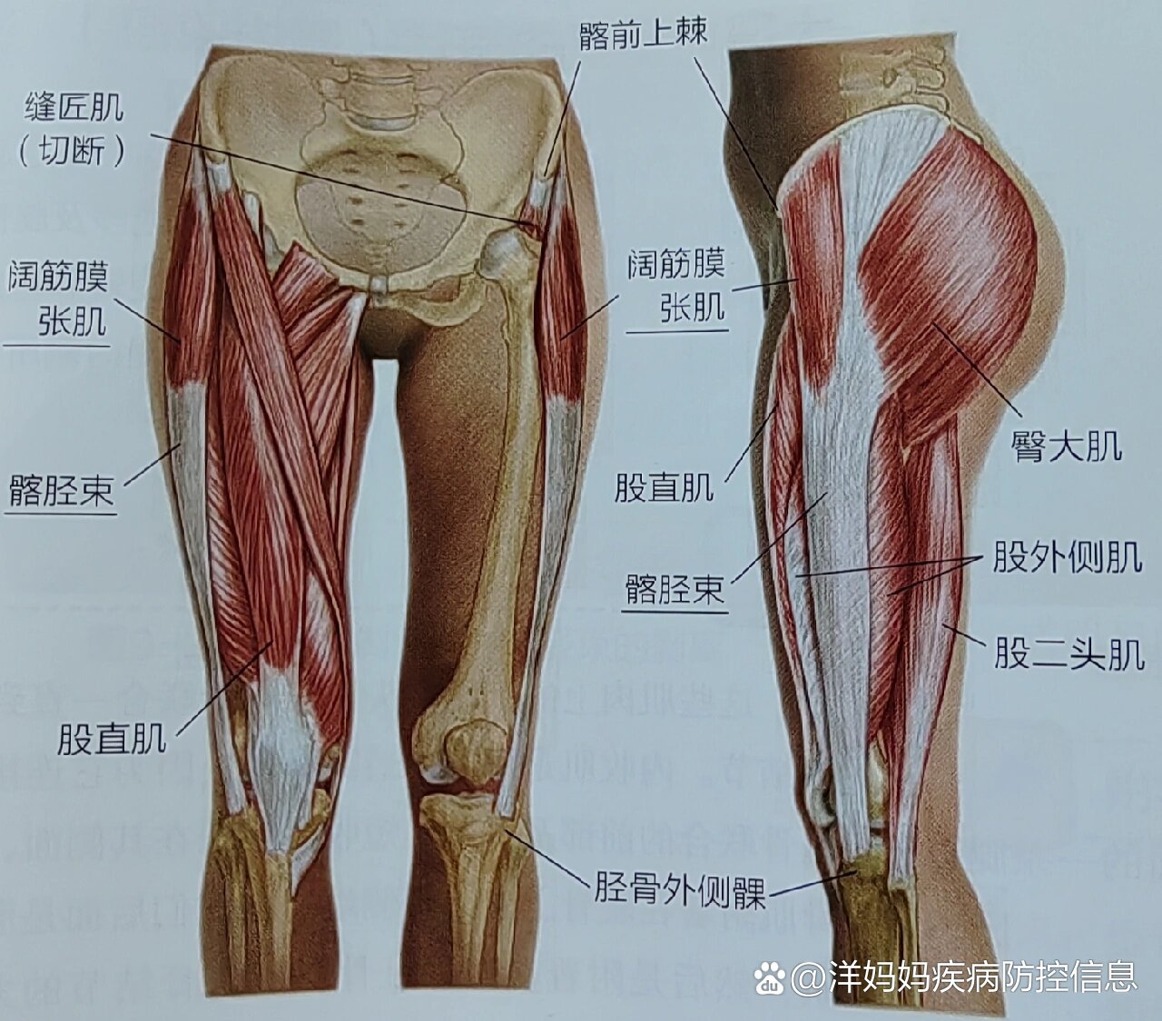 阔筋膜张肌松解手法