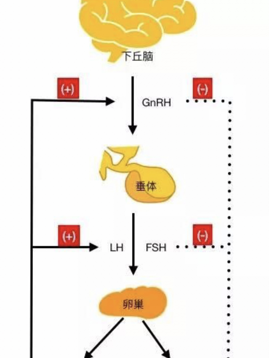 生长激素轴图片