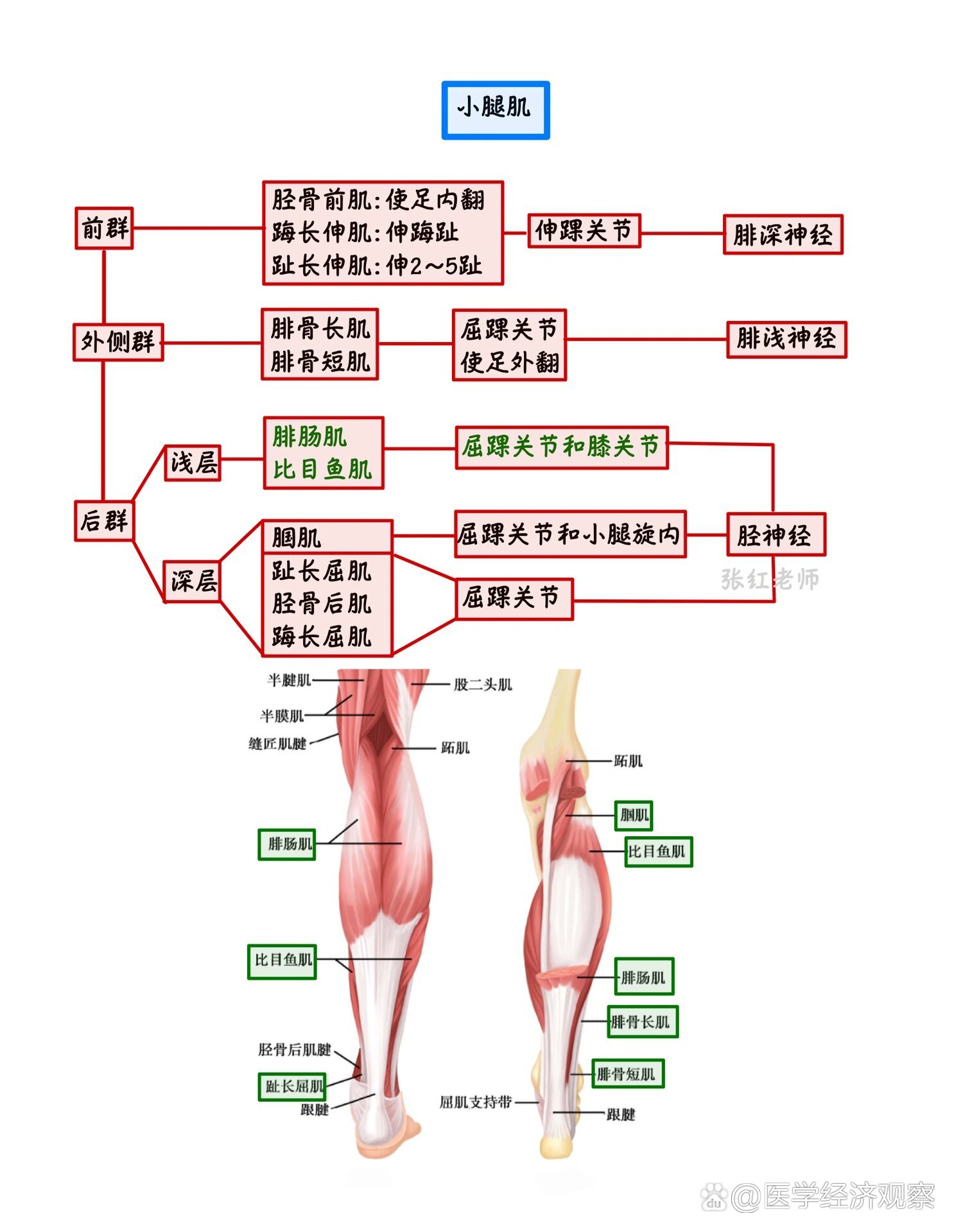 腓骨长肌起止点图片