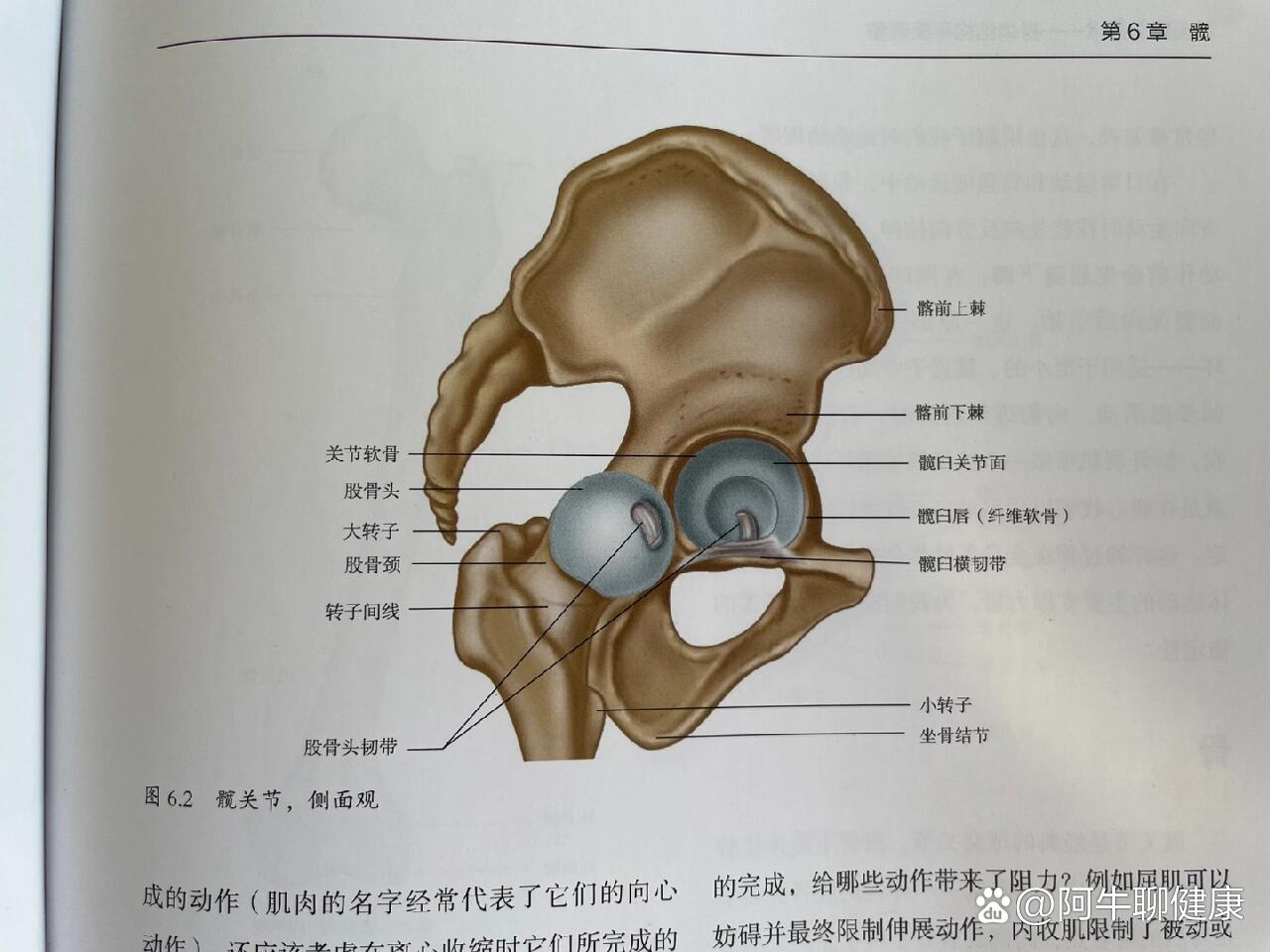 如何正确找到髋关节位置
