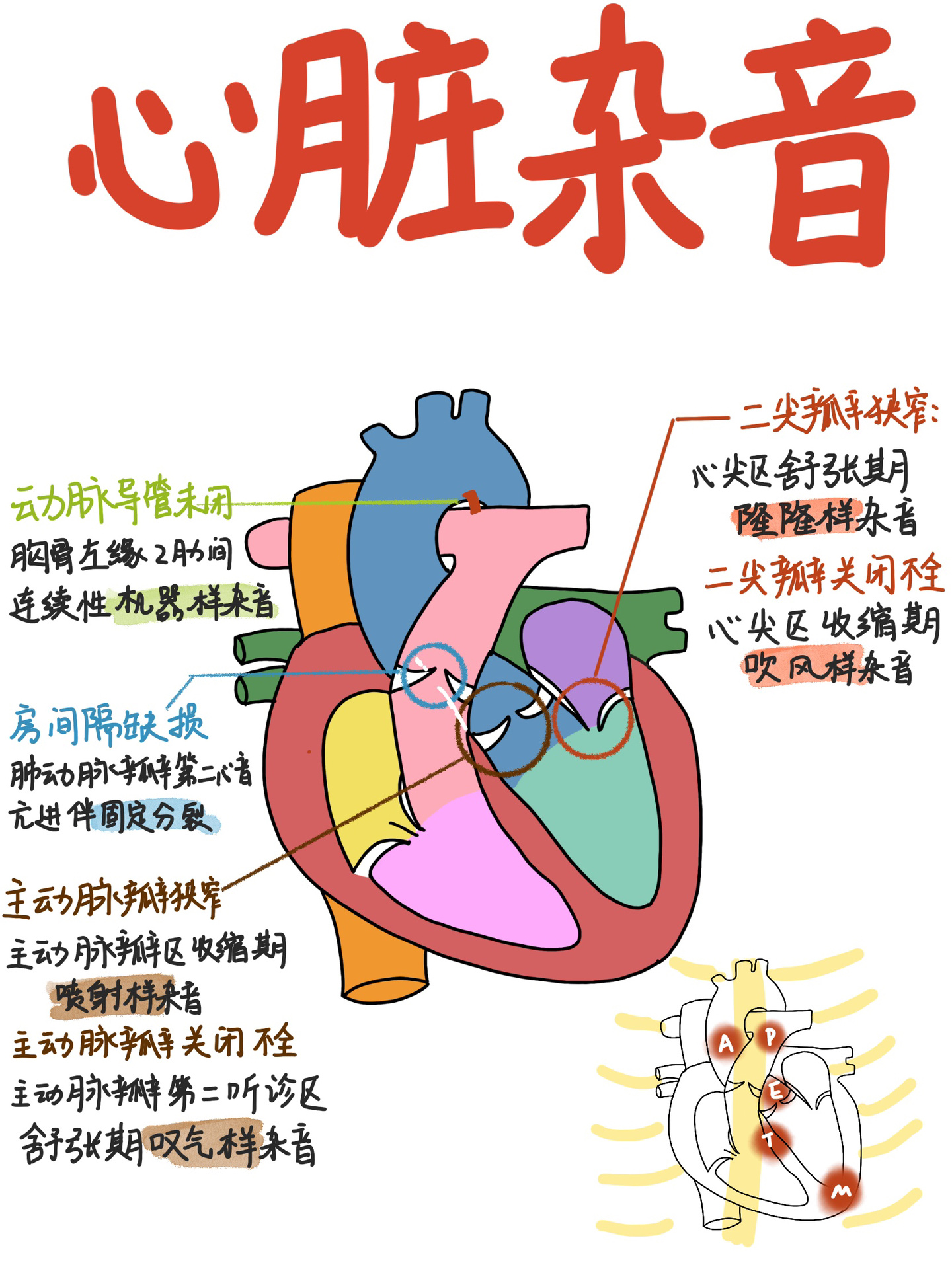 动脉瓣听诊区图片