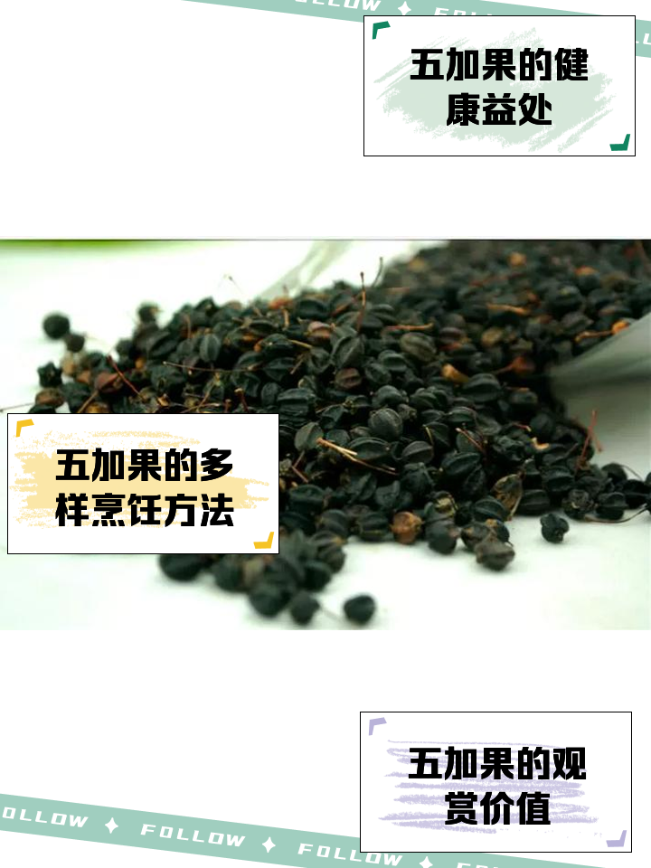 五加果