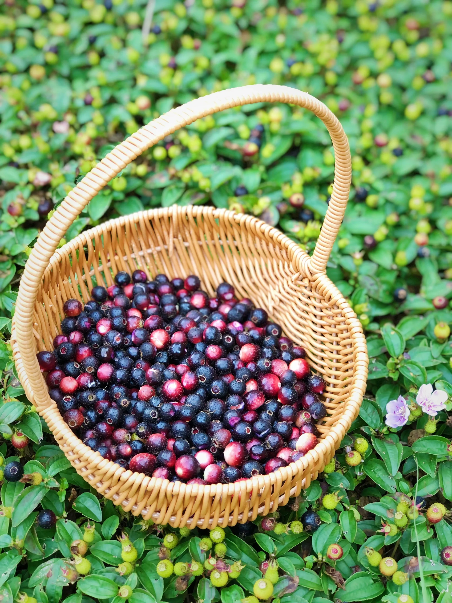 是中药又是水果的本草!