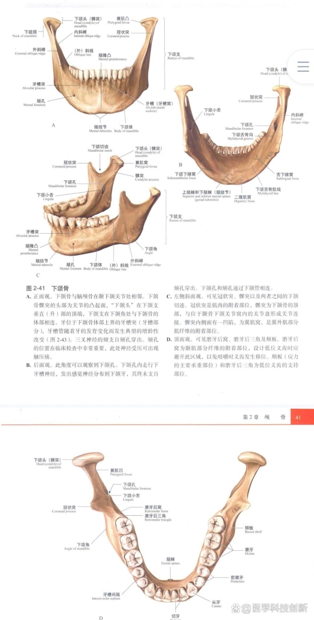 腭骨3d解剖结构图图片