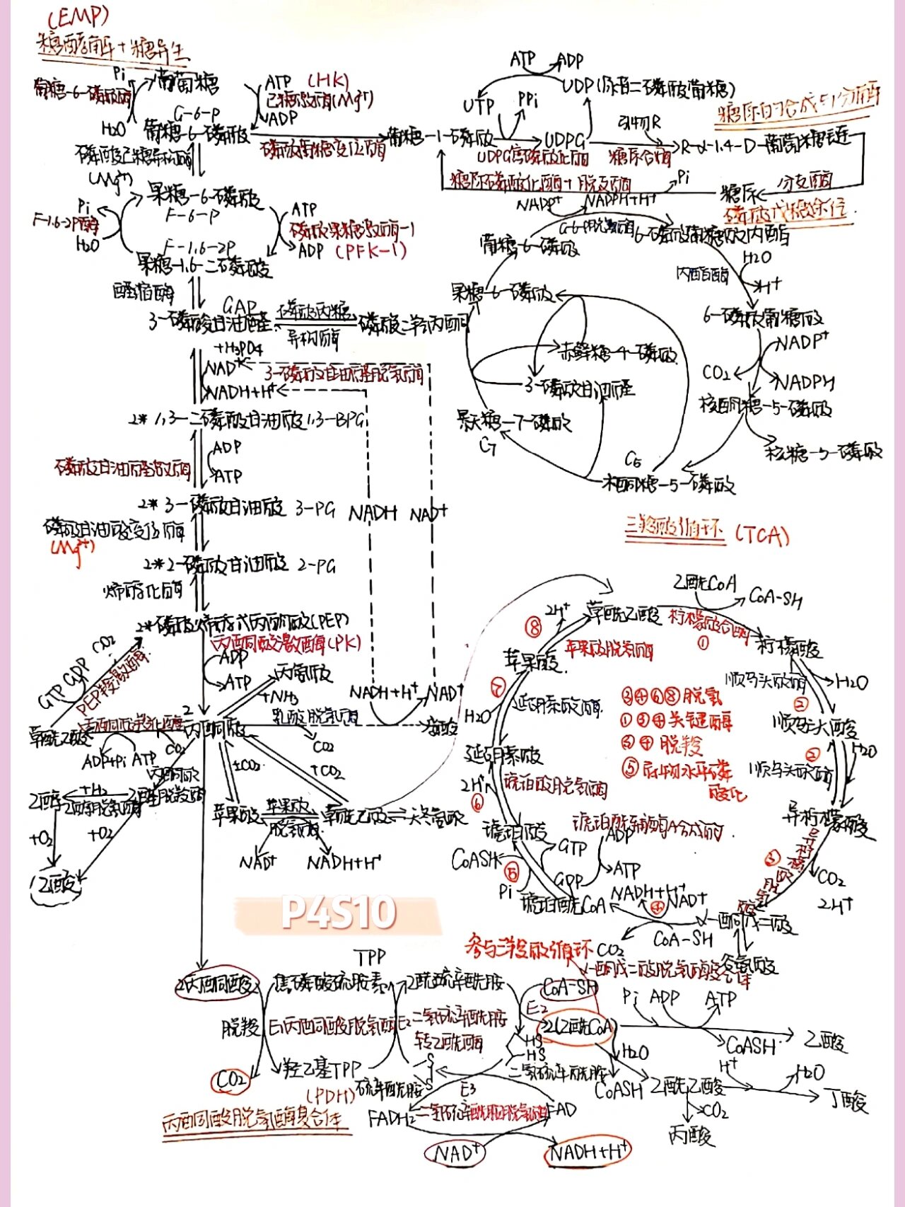 糖类的思维导图图片