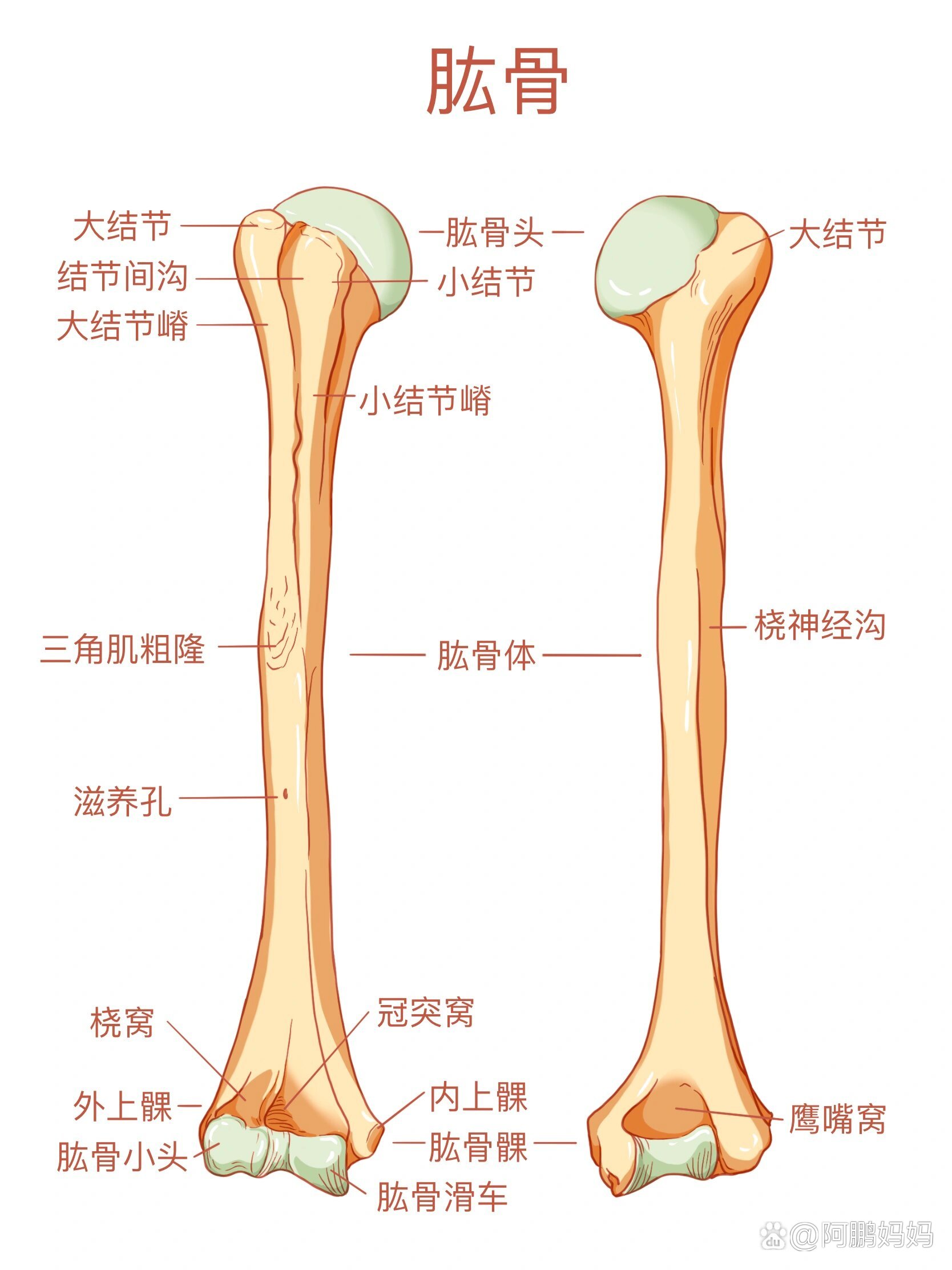 肱骨的前面观绘画图片