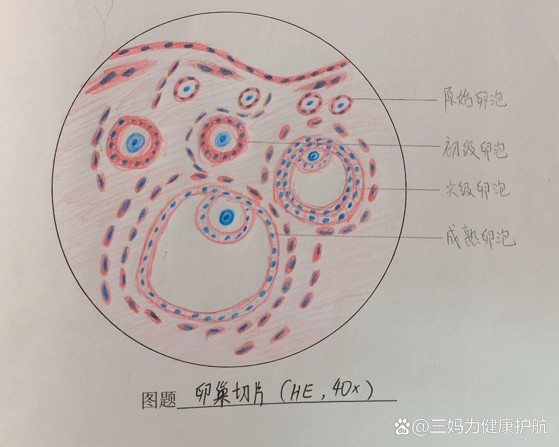 尼氏体红蓝铅笔手绘图图片