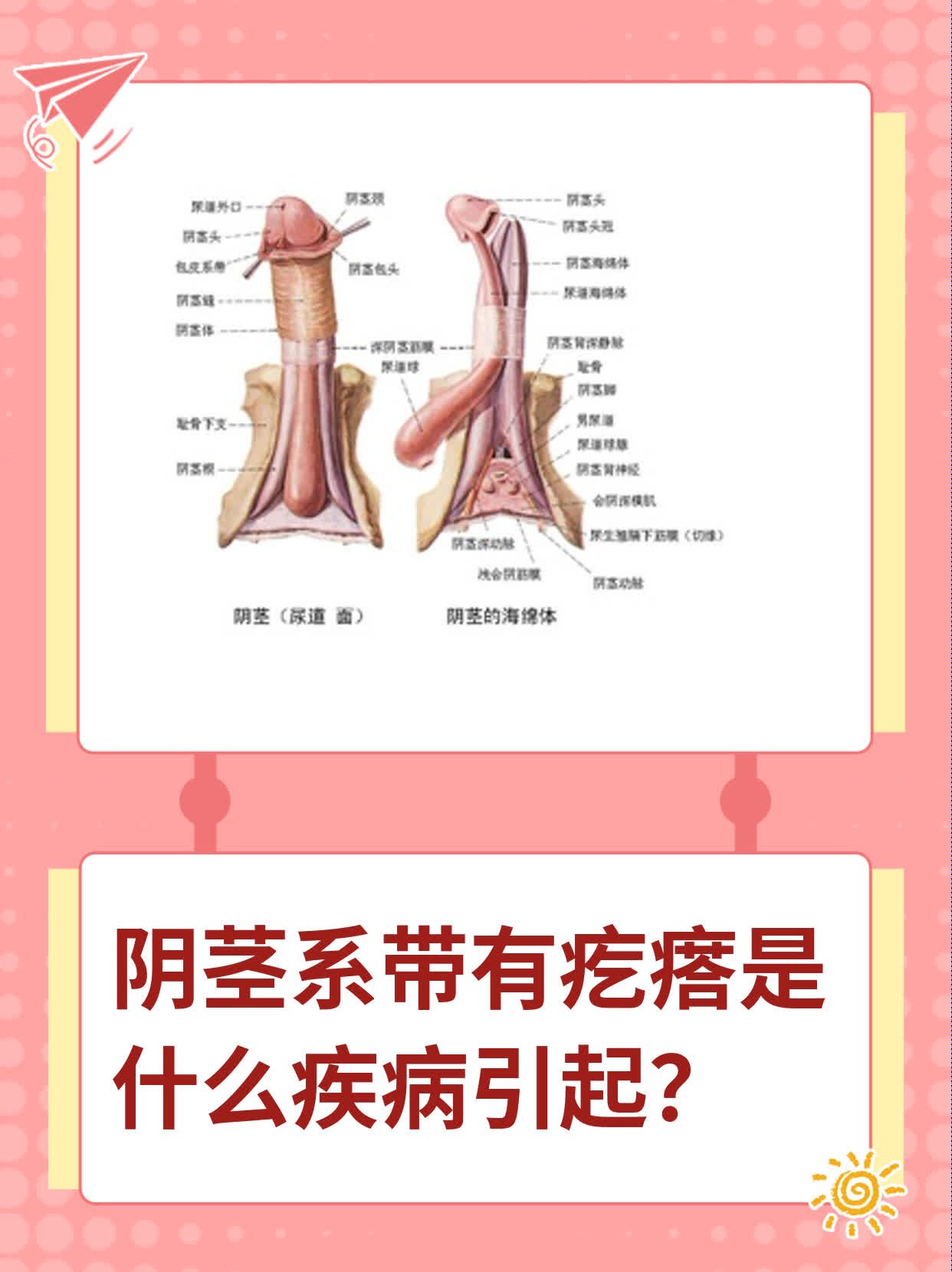 阴茎系带有疙瘩是什么疾病引起
