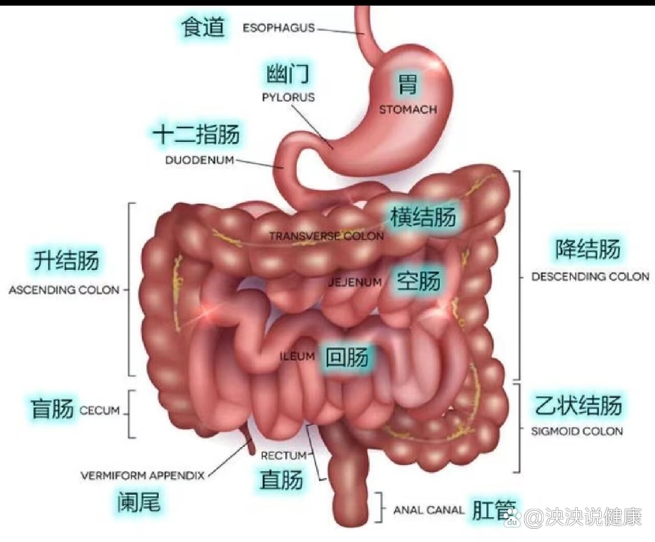 直肠的结构图解图片